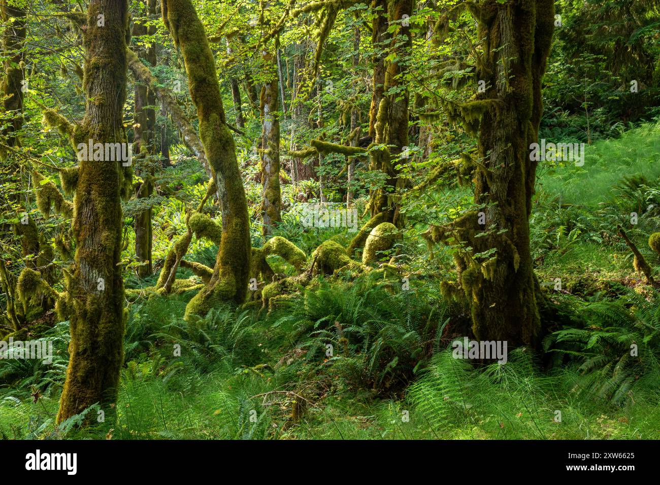 WA25566-00...WASHINGTON - scène forestière le long du West Elwha Trail dans le parc national olympique. Banque D'Images