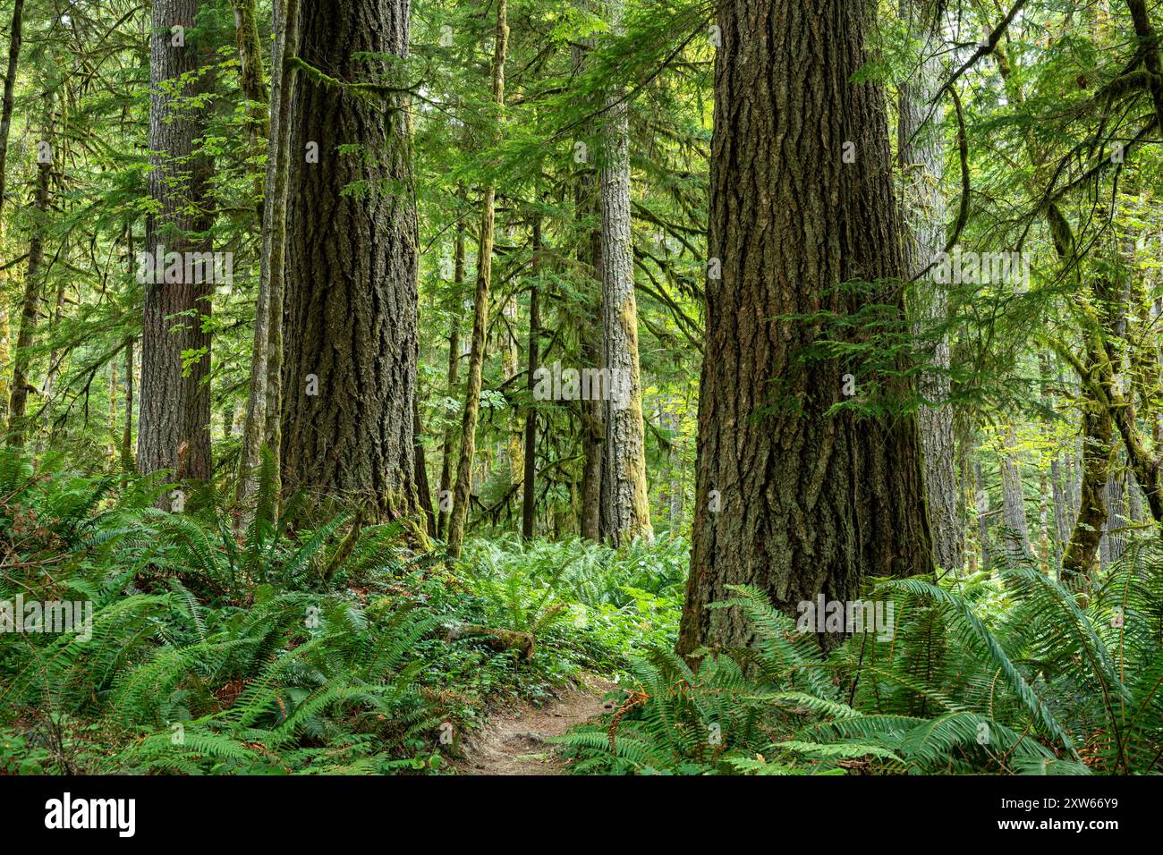 WA25580-00...WASHINGTON - grands arbres poussant dans la forêt vardente le long de la rivière Elwha ; Parc National Olympique. Banque D'Images