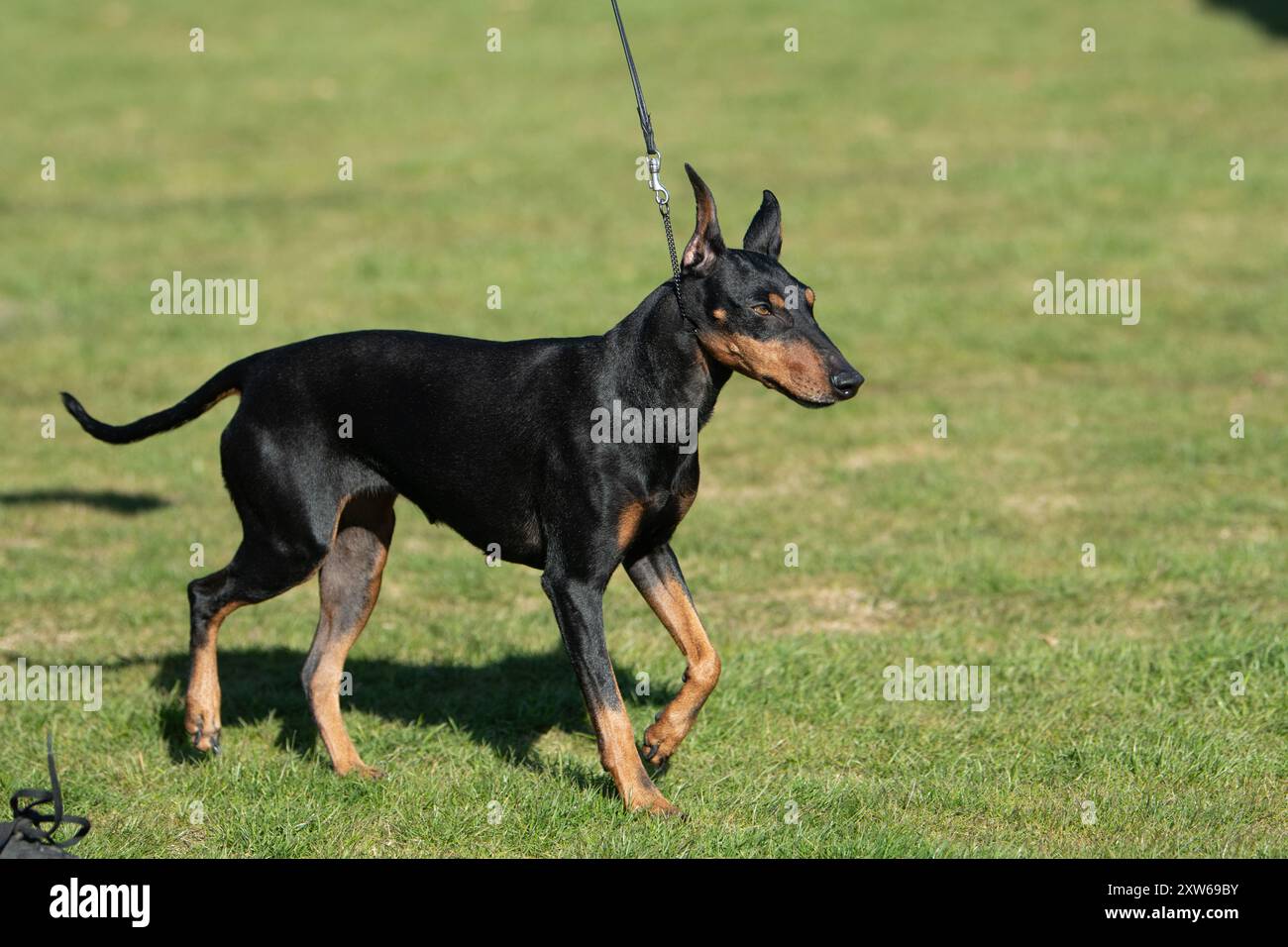 Conformation show Manchester Terrier chien marchant dans l'herbe pour le juge Banque D'Images
