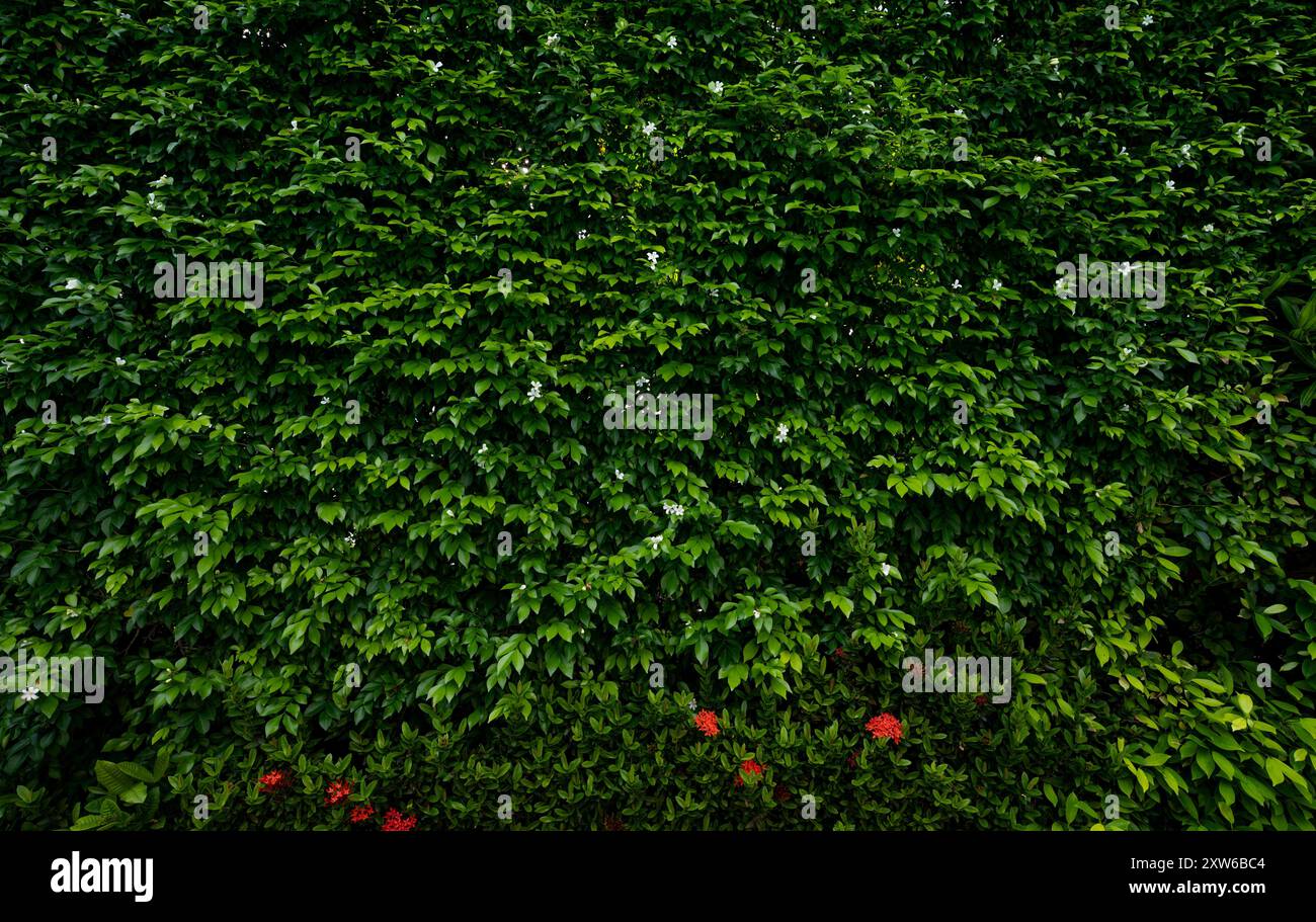 Petites feuilles vertes sur fond de texture de la paroi de haie. Gros plan plante de haie verte dans le jardin. Mur de haies écologique à feuilles persistantes. Toile de fond naturelle. La beauté dans la nature Banque D'Images