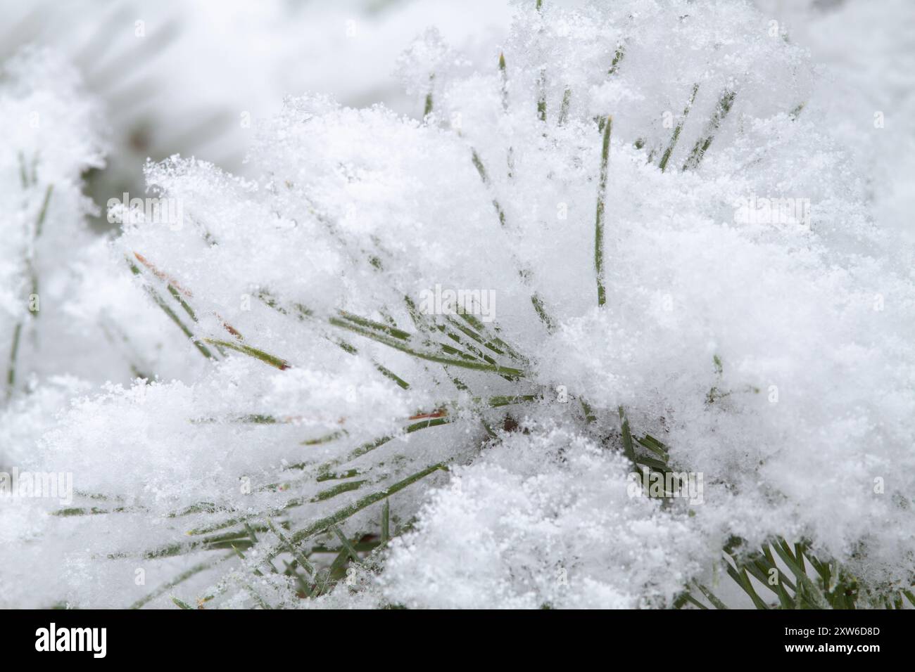 C'est un jour d'hiver. De la neige douce et moelleuse couvrait la branche de pin en hiver. Gros plan. Banque D'Images