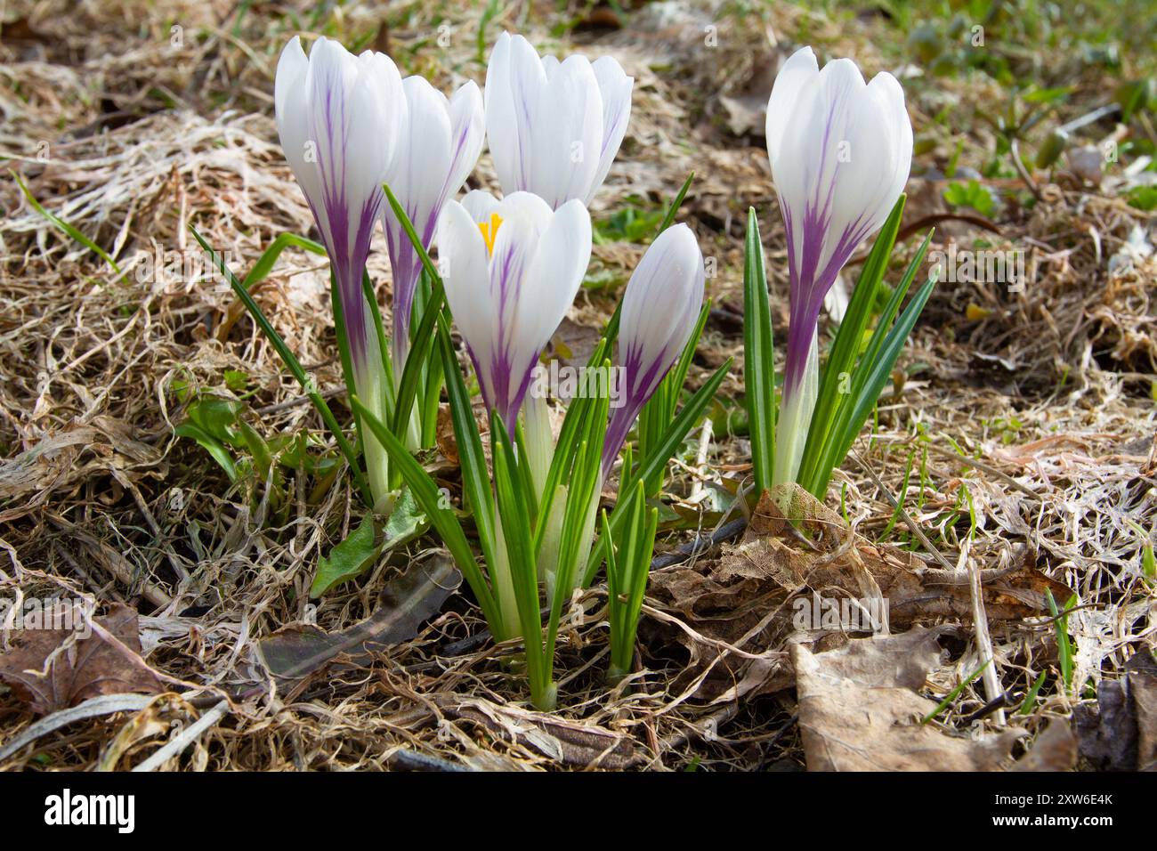Au début du printemps, un groupe de fleurs de crocus blanches fleurissait dans le pré. Autour d'eux se trouvent de l'herbe fanée et des feuilles tombées. Gros plan. Banque D'Images
