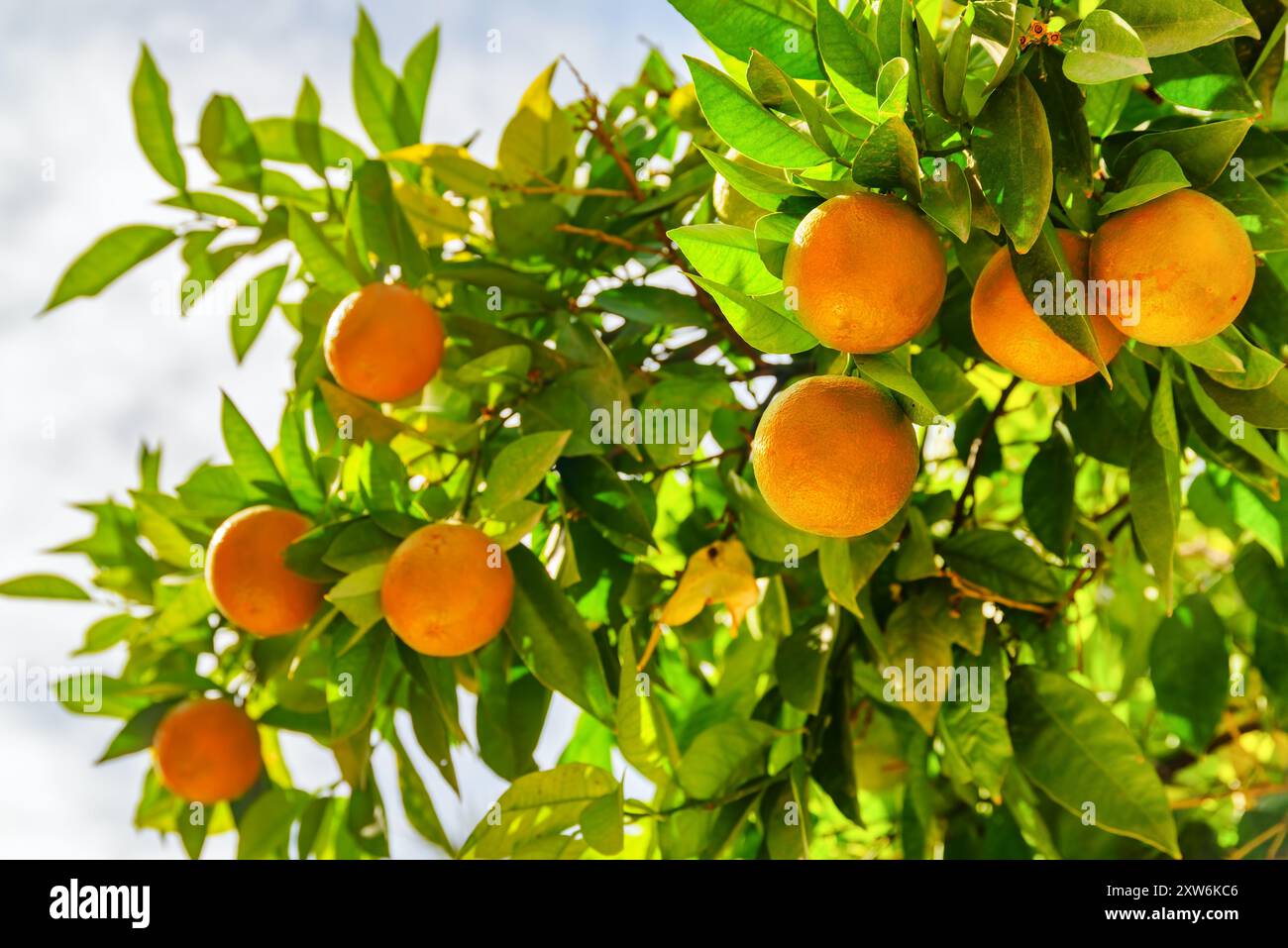 Vue d'oranges matures suspendues à l'arbre avant la récolte Banque D'Images