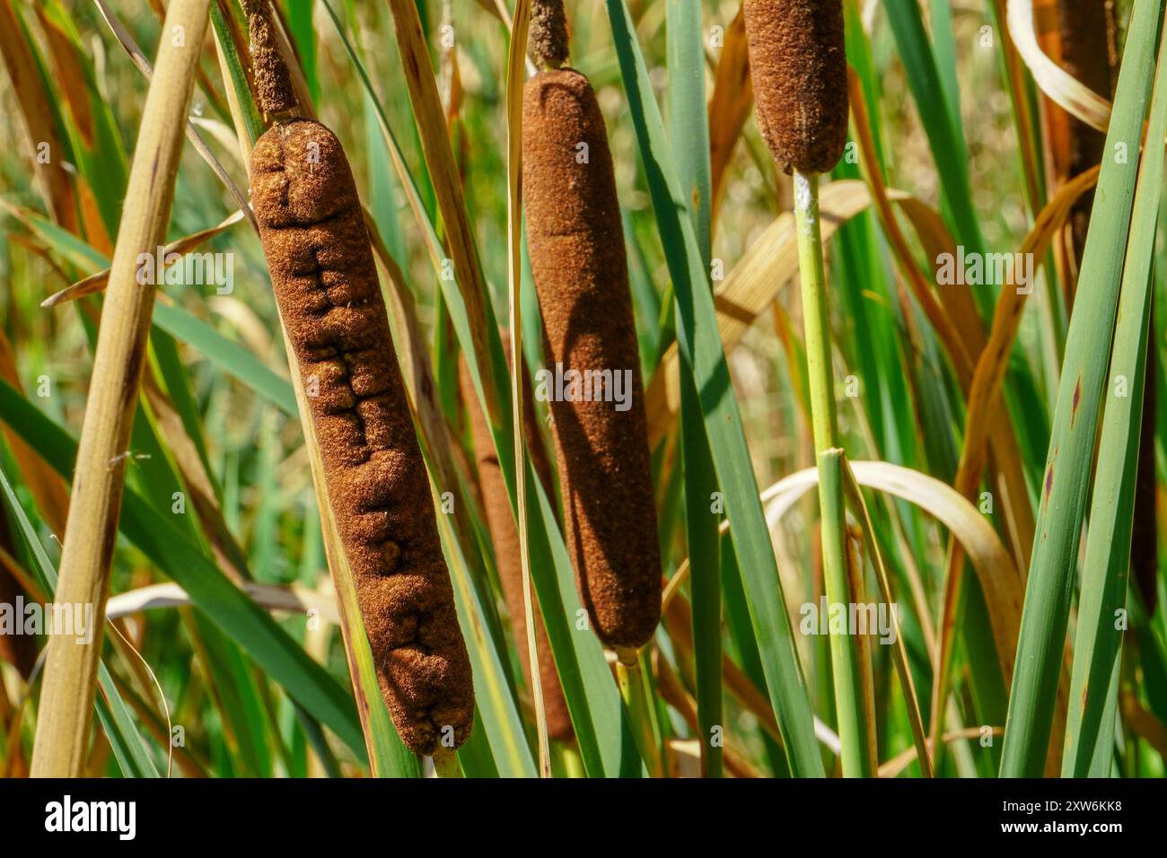 Inflorescence brune épi de plante typhus cattail et roseau vert près par une journée lumineuse en plein air au bord du lac Banque D'Images