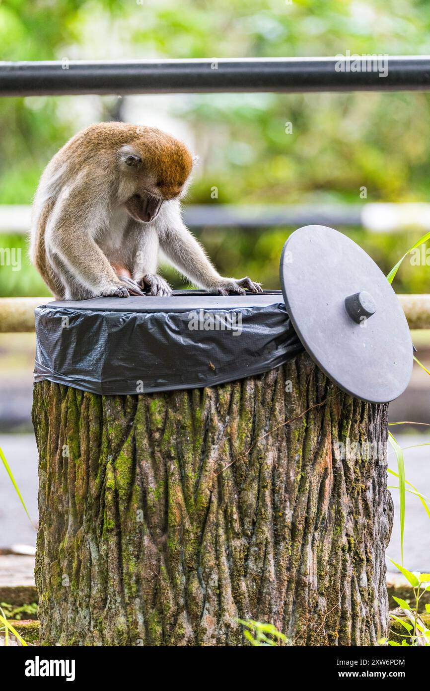 Macaque à longue queue mâle dominant (Macaca fascicularis) buvant dans une poubelle Banque D'Images