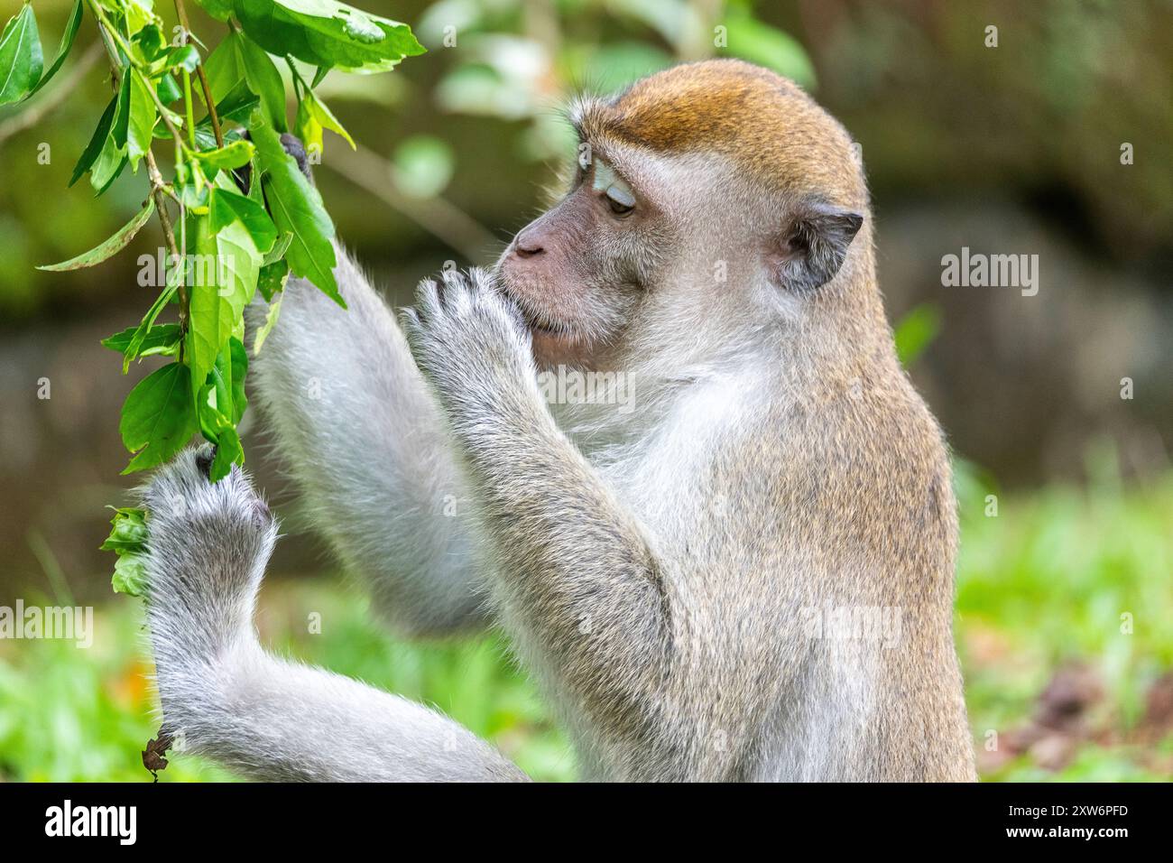 Macaque mâle dominant à longue queue (Macaca fascicularis) mangeant des feuilles Banque D'Images