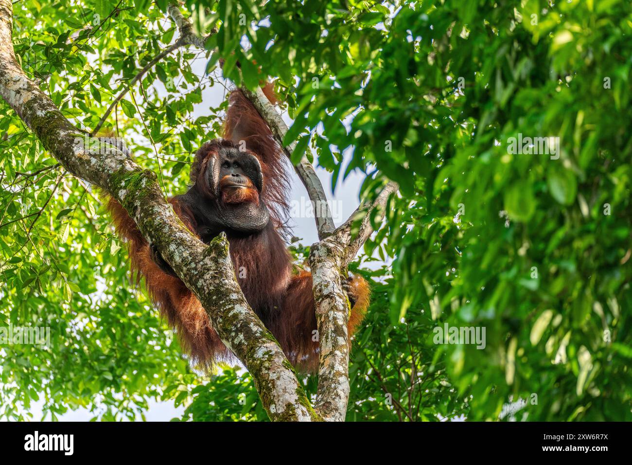 Orang-outan mâle de Bornéo dominant (Pongo pygmaeus) dans les branches d'arbres du centre de réadaptation Banque D'Images