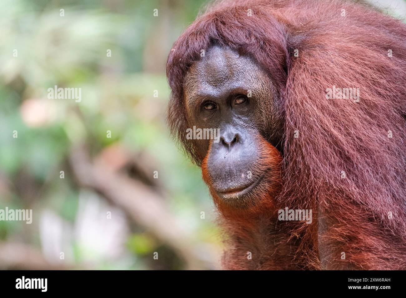 Portrait d'Orang-outan de Bornéo (Pongo pygmaeus) au Centre de réadaptation Banque D'Images