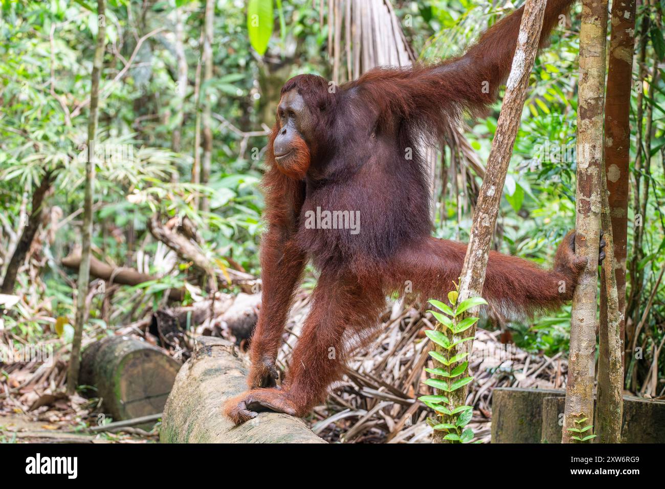 Orang-outan mâle de Bornéo (Pongo pygmaeus) sur tronc d'arbre coupé, symbole de la déforestation, au Centre de réhabilitation Banque D'Images