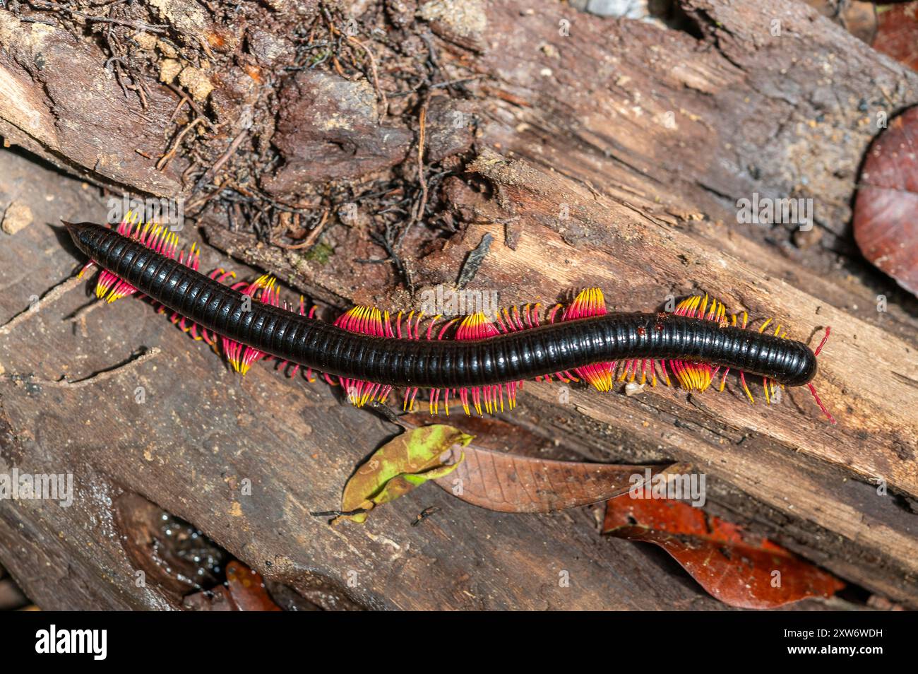 Lamellostreptus sp., un Millipede coloré de la famille des Harpagophoridae Banque D'Images