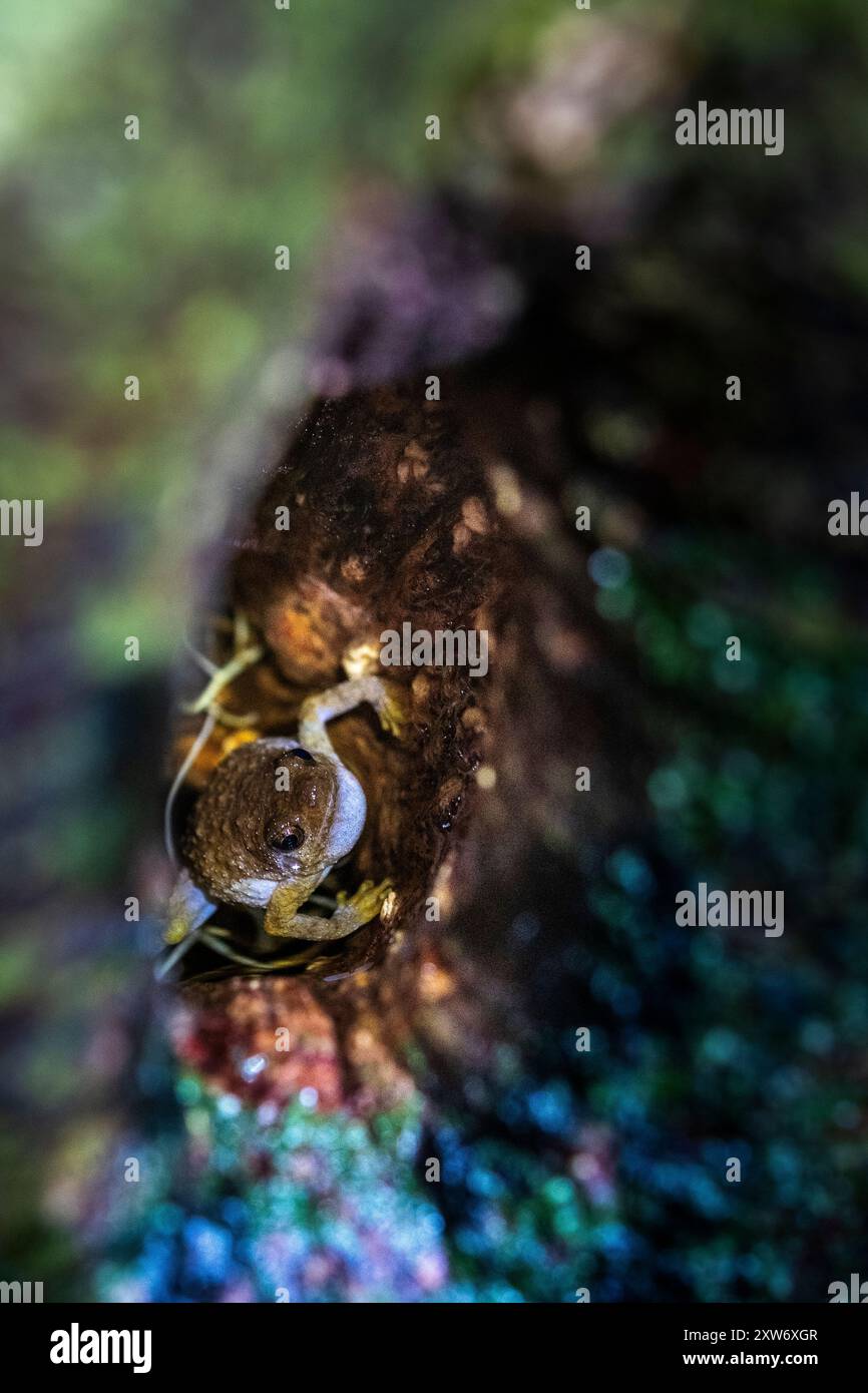 Metaphrynella sundana : les appels résonnants de la grenouille bornéenne Banque D'Images