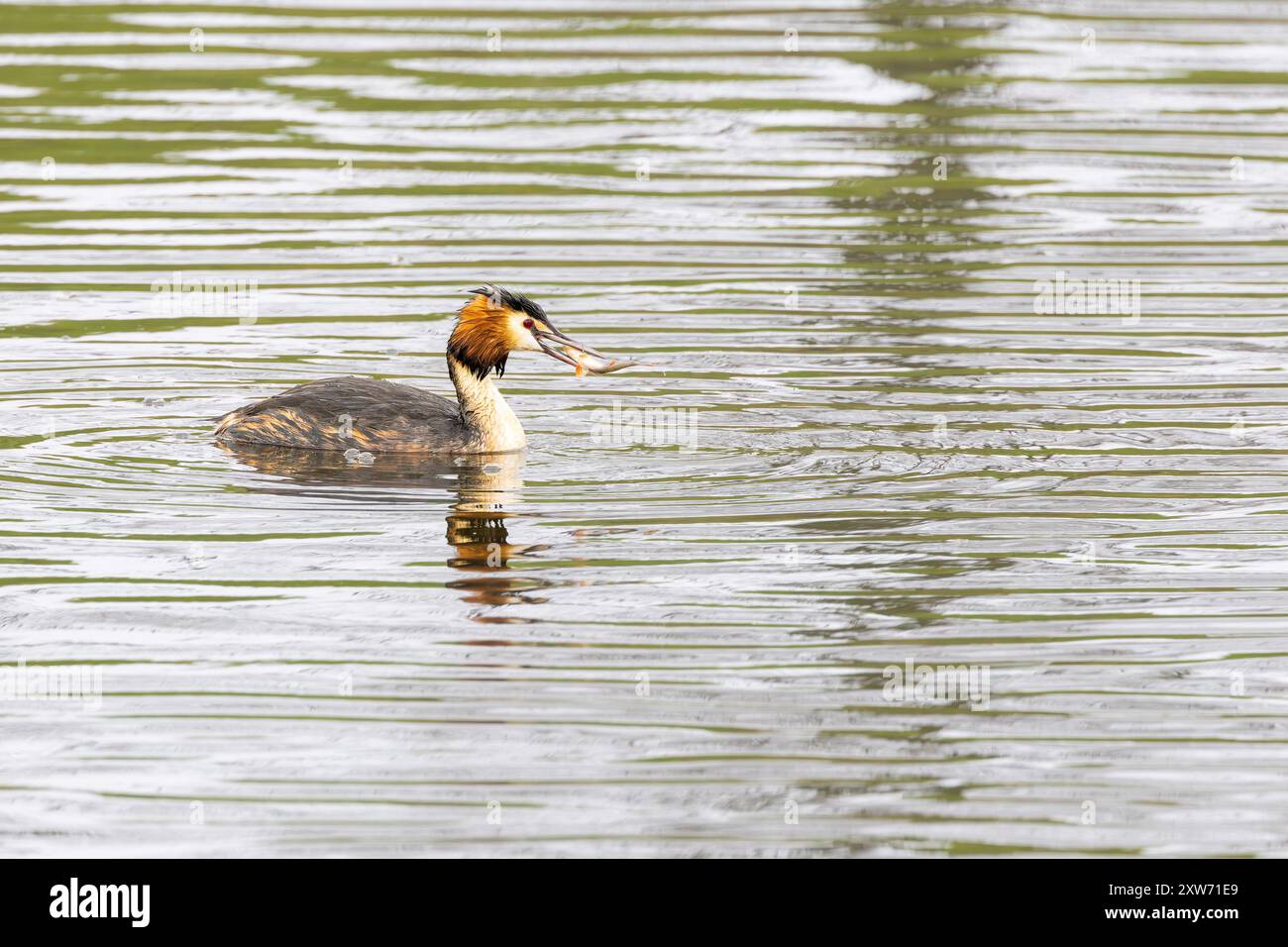 Gros plan d'un grêbe à crête, Podiceps cristatus, en plumage au printemps, chassant dans l'eau avec une petite perche, Perca fluviatilis Banque D'Images