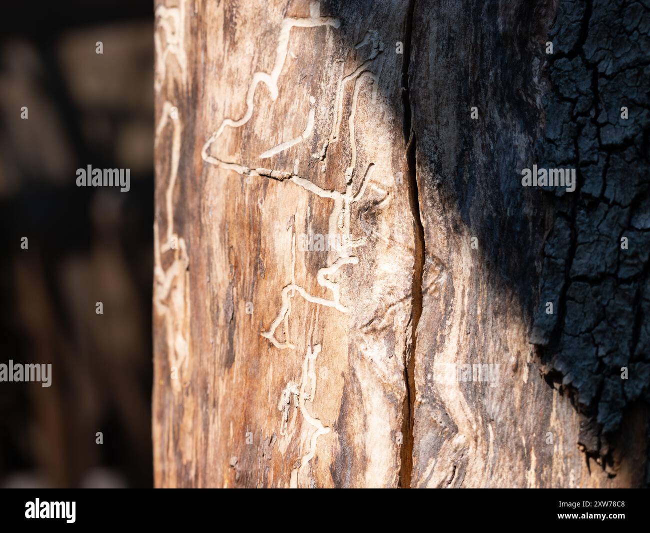 Des traces de coléoptère sur un tronc d'arbre sous l'écorce. Dommages à la plante et problème pour les forêts allemandes et l'industrie du bois. Banque D'Images
