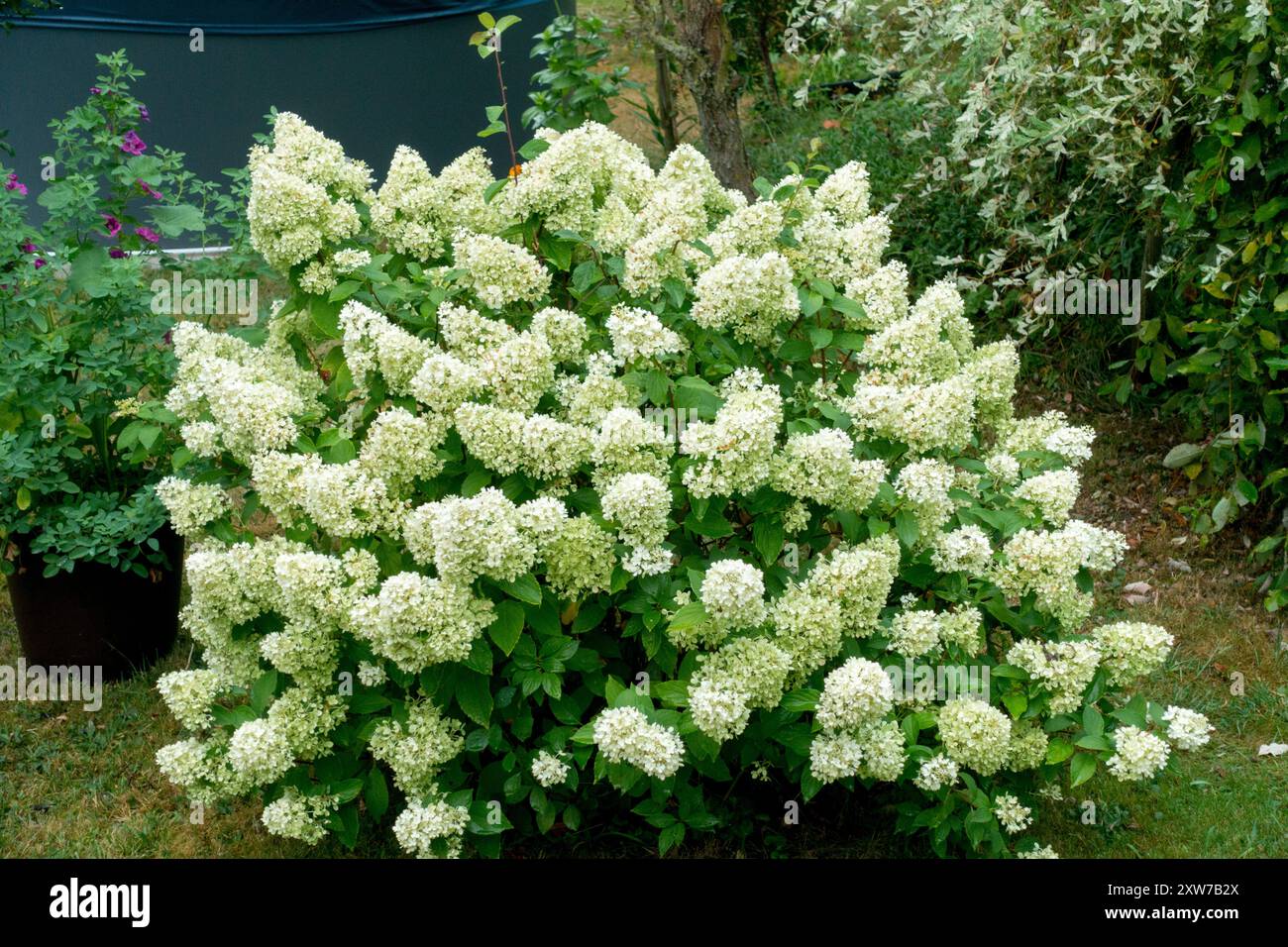 Panicle Hydrangea paniculata 'Little Lime' nom du cultivar 'Jane' Banque D'Images