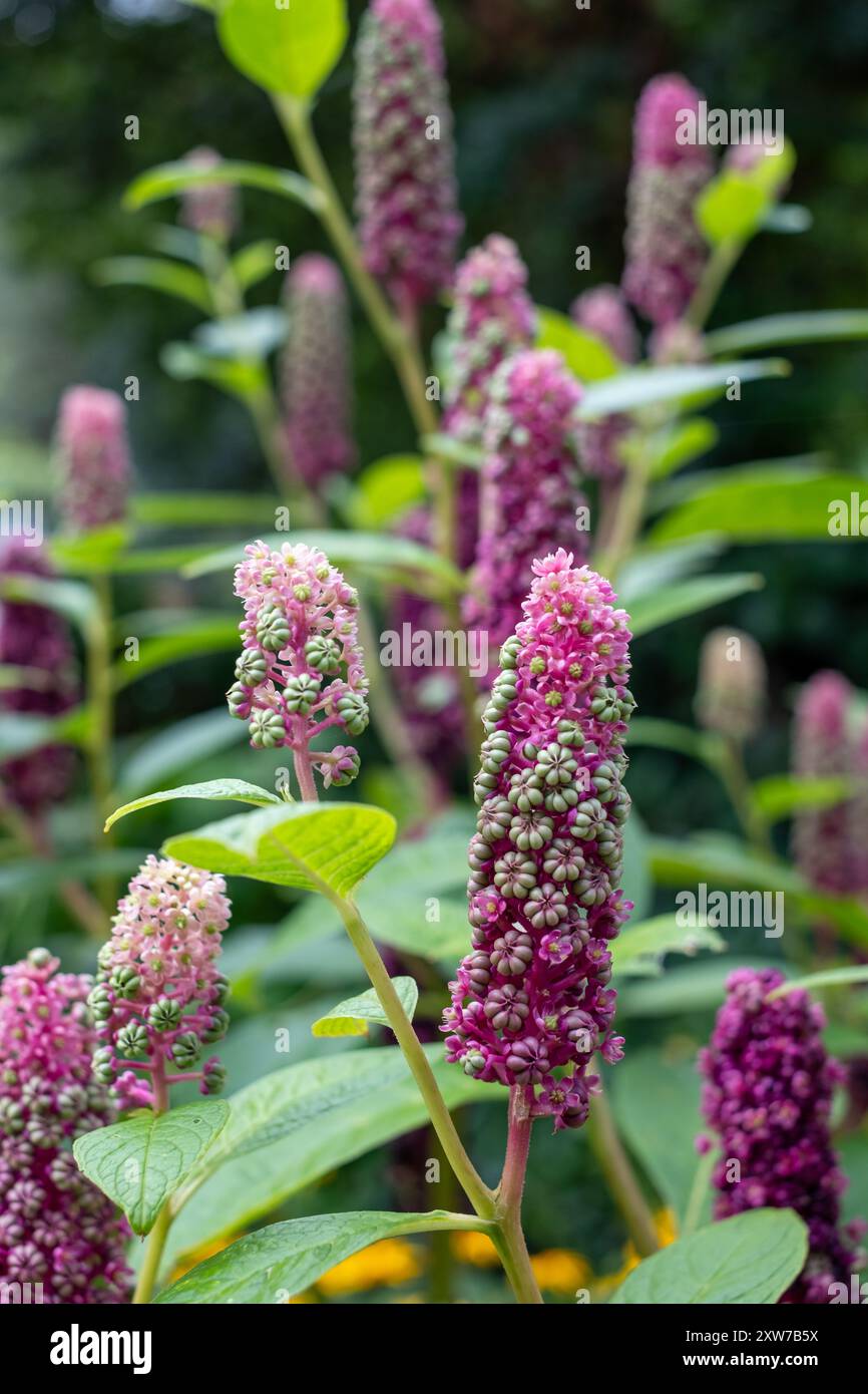 Fleurs de pokeweed indien poussant dans le jardin du palais de l'évêque, Chichester, West Sussex, Royaume-Uni Banque D'Images