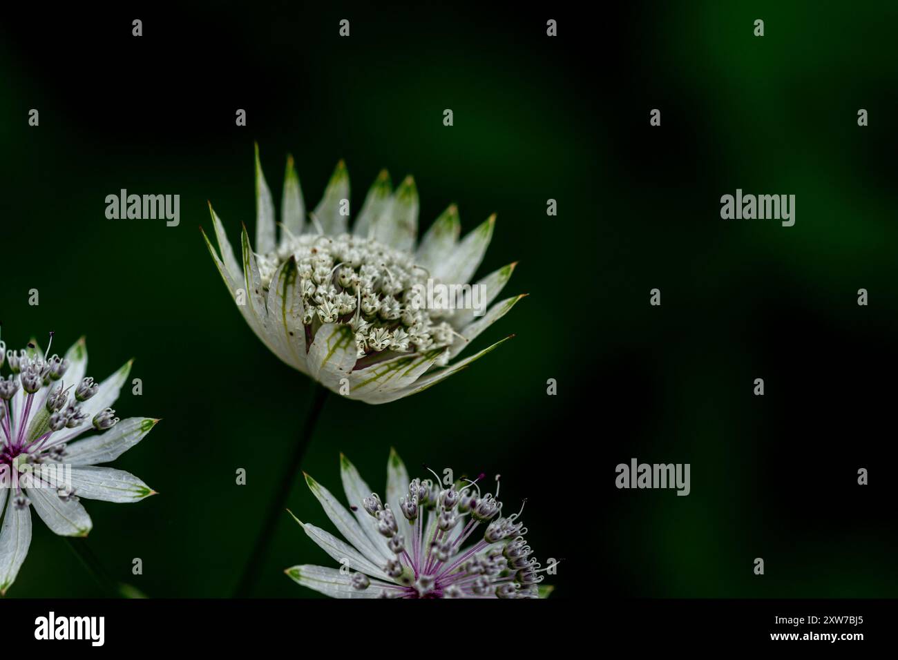 Astrantia Major (Greater Masterwort) Banque D'Images