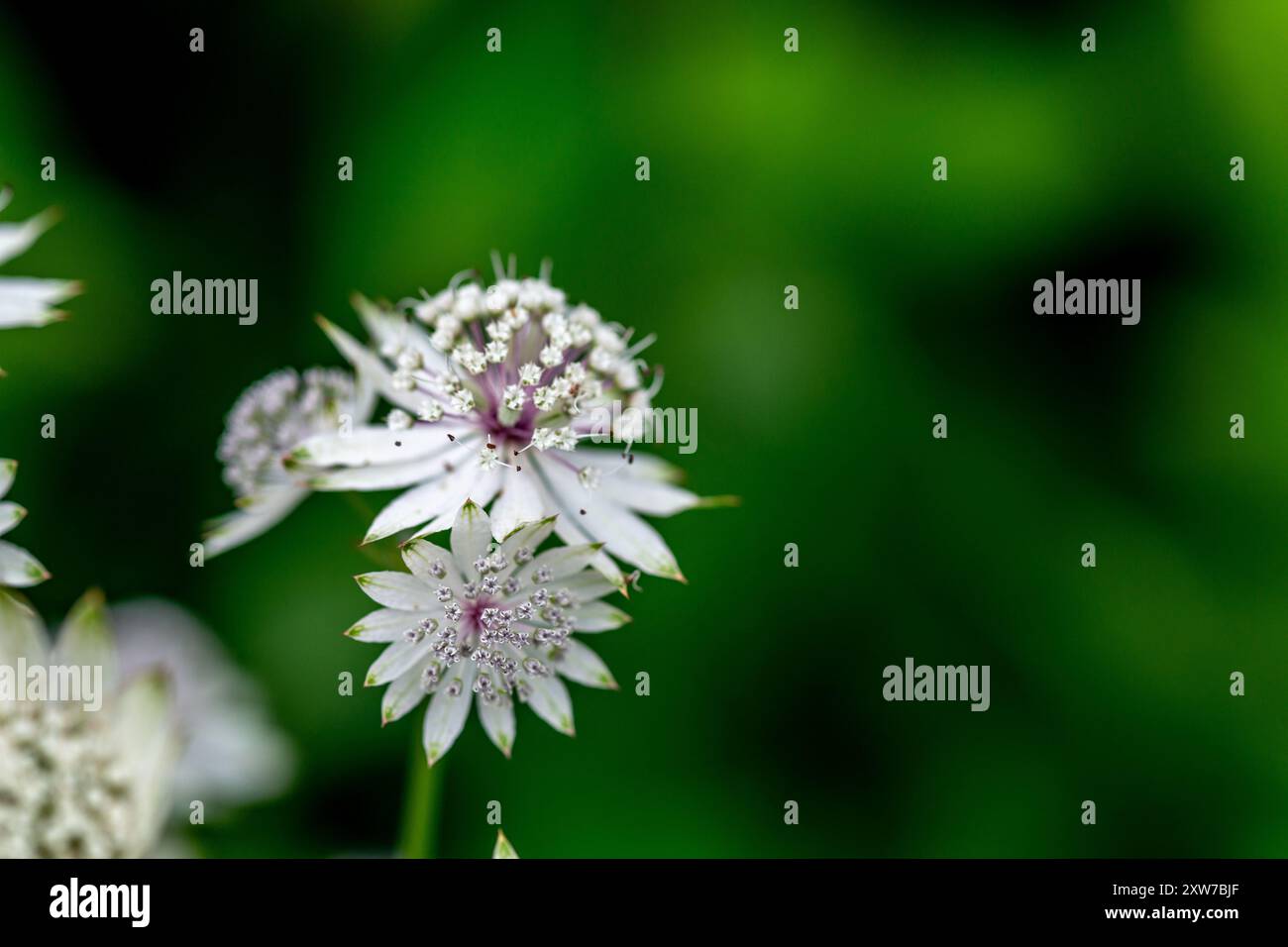 Astrantia Major (Greater Masterwort) Banque D'Images