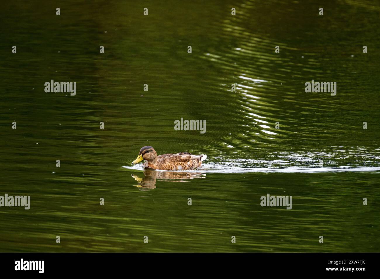 Canard colvert femelle. Banque D'Images