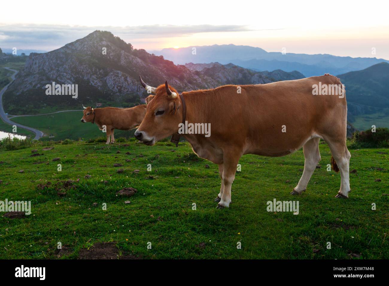 Vache de race montagneuse asturienne se trouve sur une prairie dans un parc national à l'aube Banque D'Images