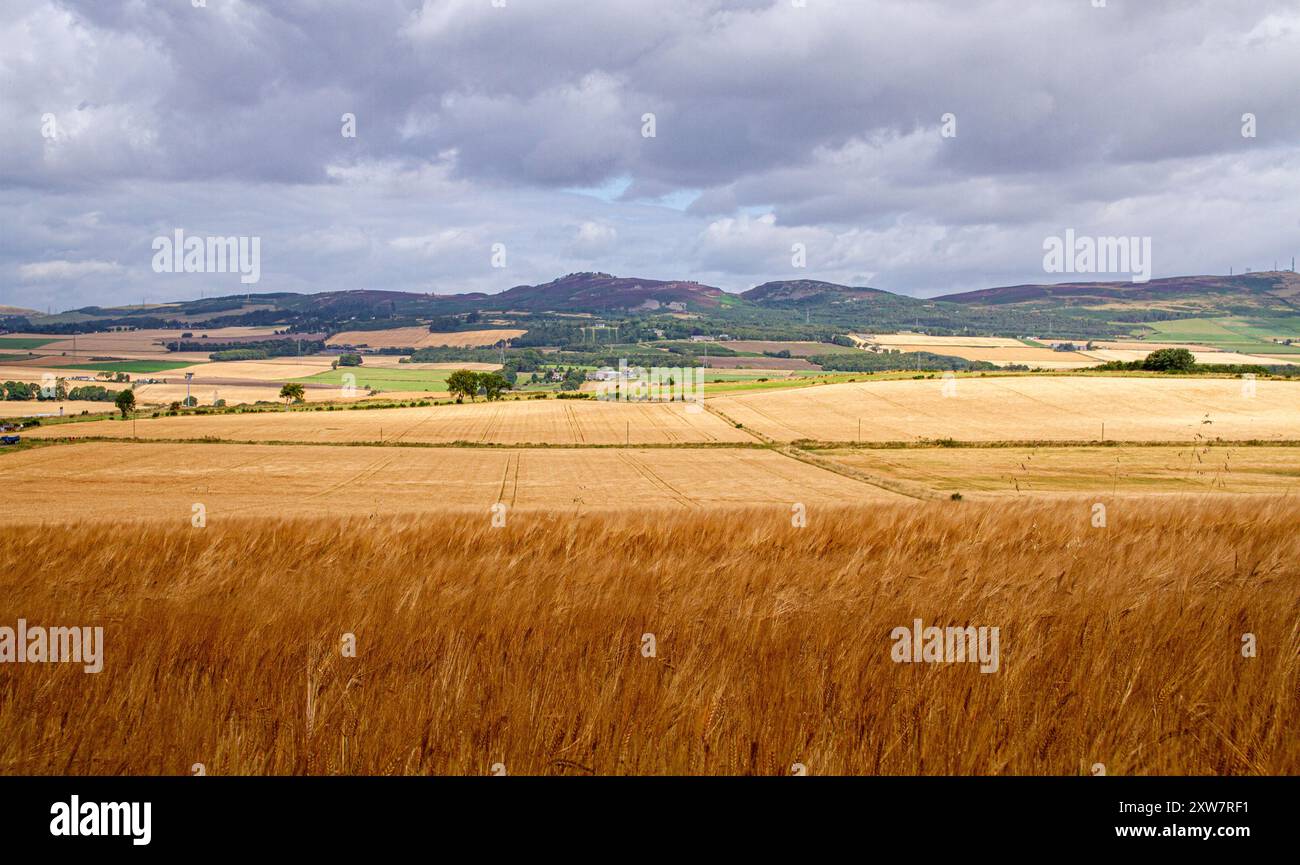 Dundee, Tayside, Écosse, Royaume-Uni. 18 août 2024. Météo britannique : le climat lumineux et venteux du mois d'août crée des vues pittoresques sur les champs d'orge de fabrication de whisky écossais se balançant dans la brise estivale à travers la vallée de Dundee Strathmore en Écosse. Crédit : Dundee Photographics/Alamy Live News Banque D'Images