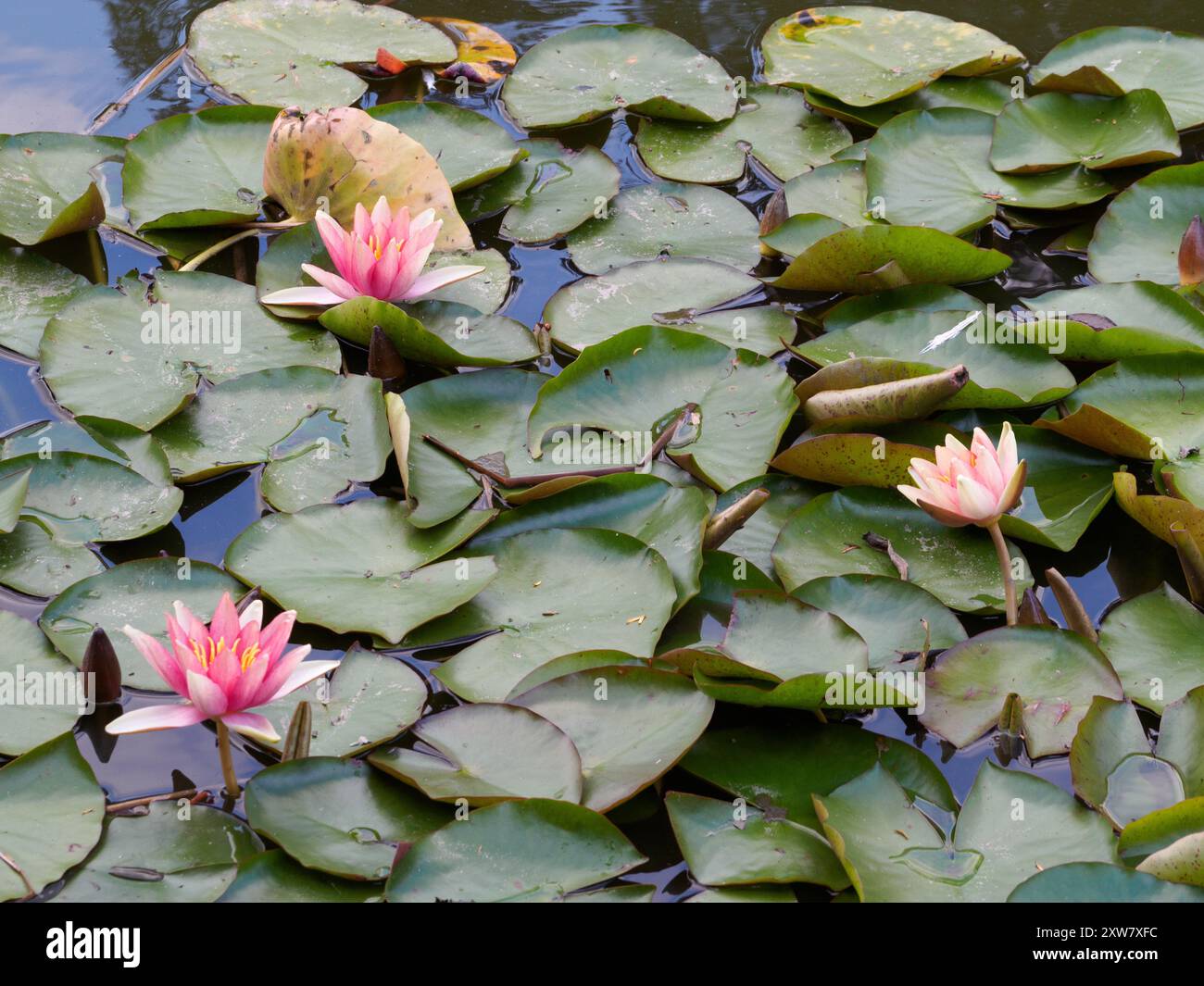 Nymphaea 'Sioux' Banque D'Images