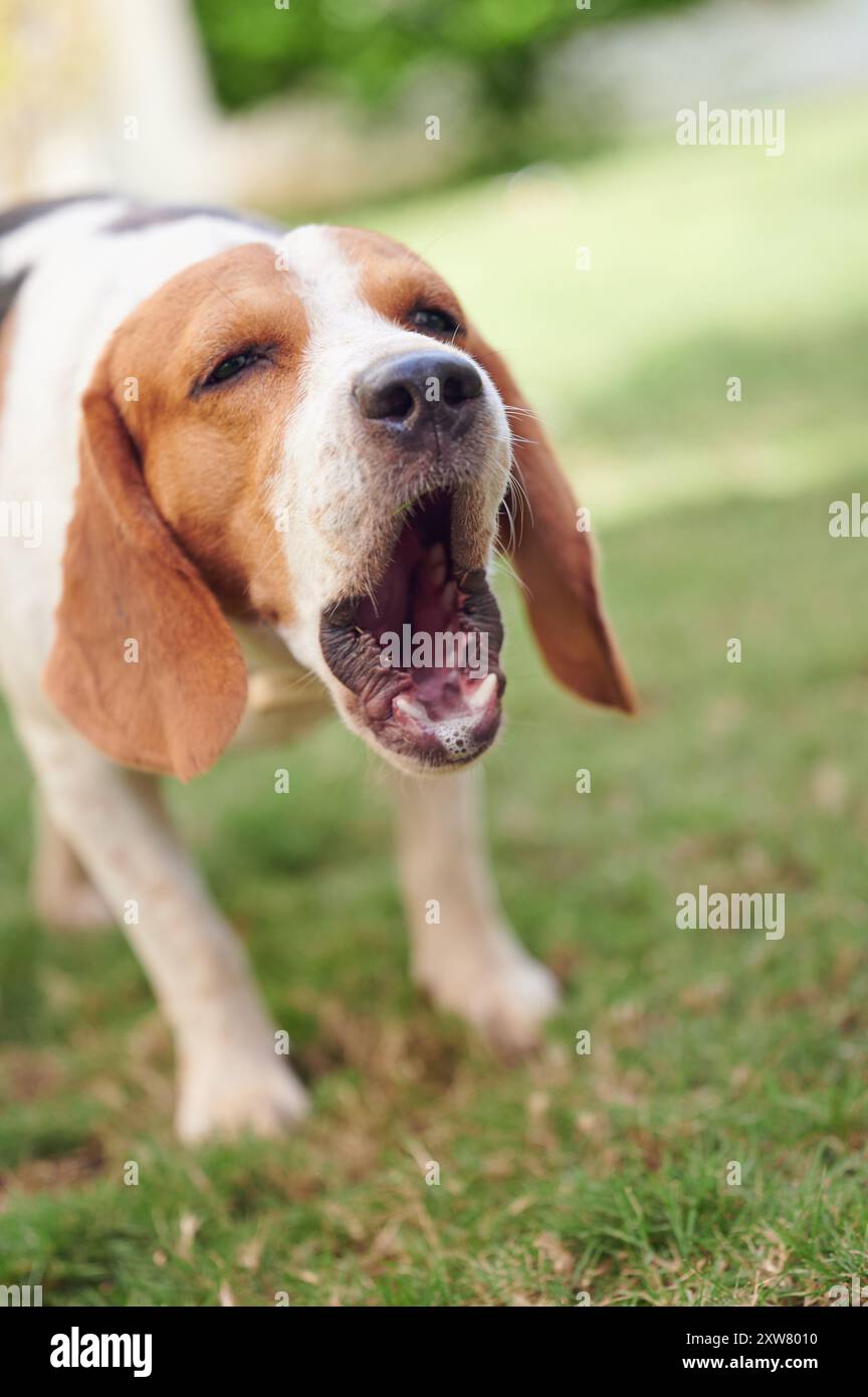 Chien Beagle avec bouche aboyante ouverte vue rapprochée Banque D'Images