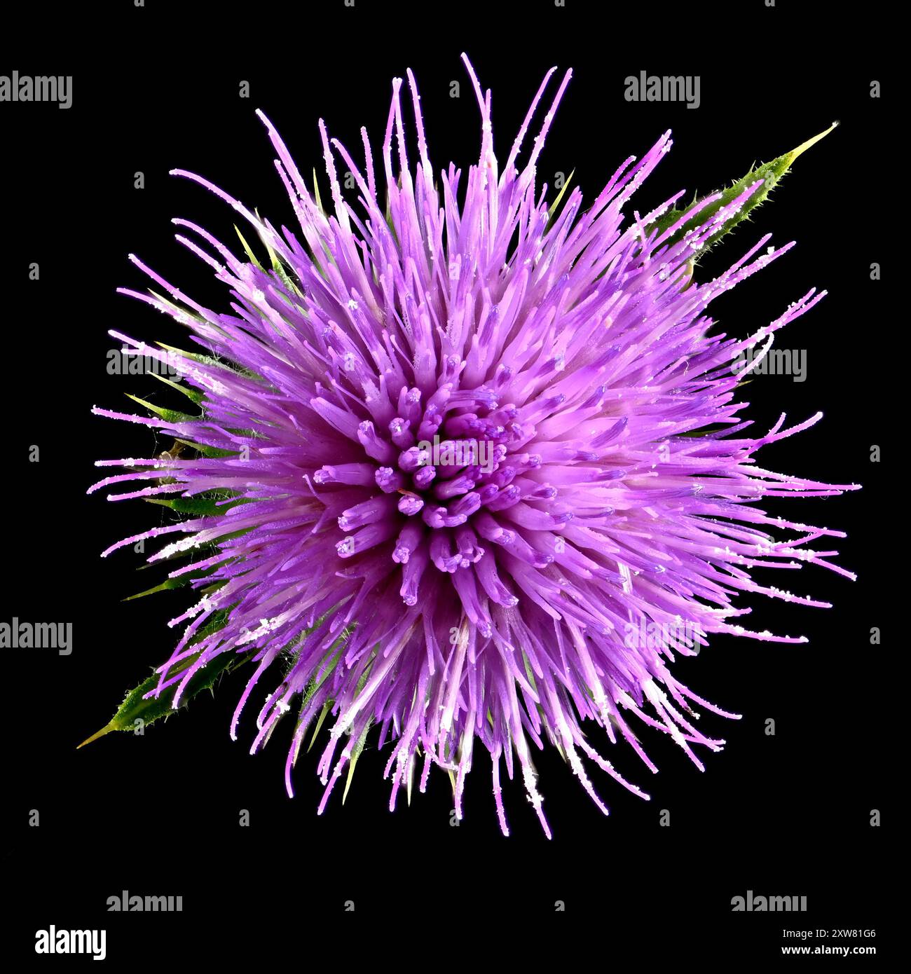 Prise de vue en studio (image empilée) d'une fleur de chardon (Cirsium vulgare) sur fond noir Banque D'Images