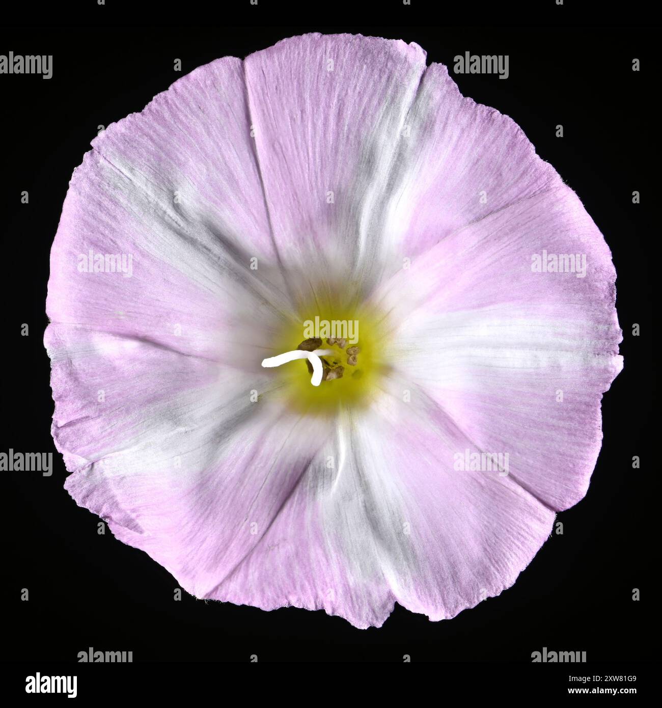 Prise de vue en studio (image empilée) d'une fleur de bindweed (Convolvulus arvensis) sur fond noir Banque D'Images
