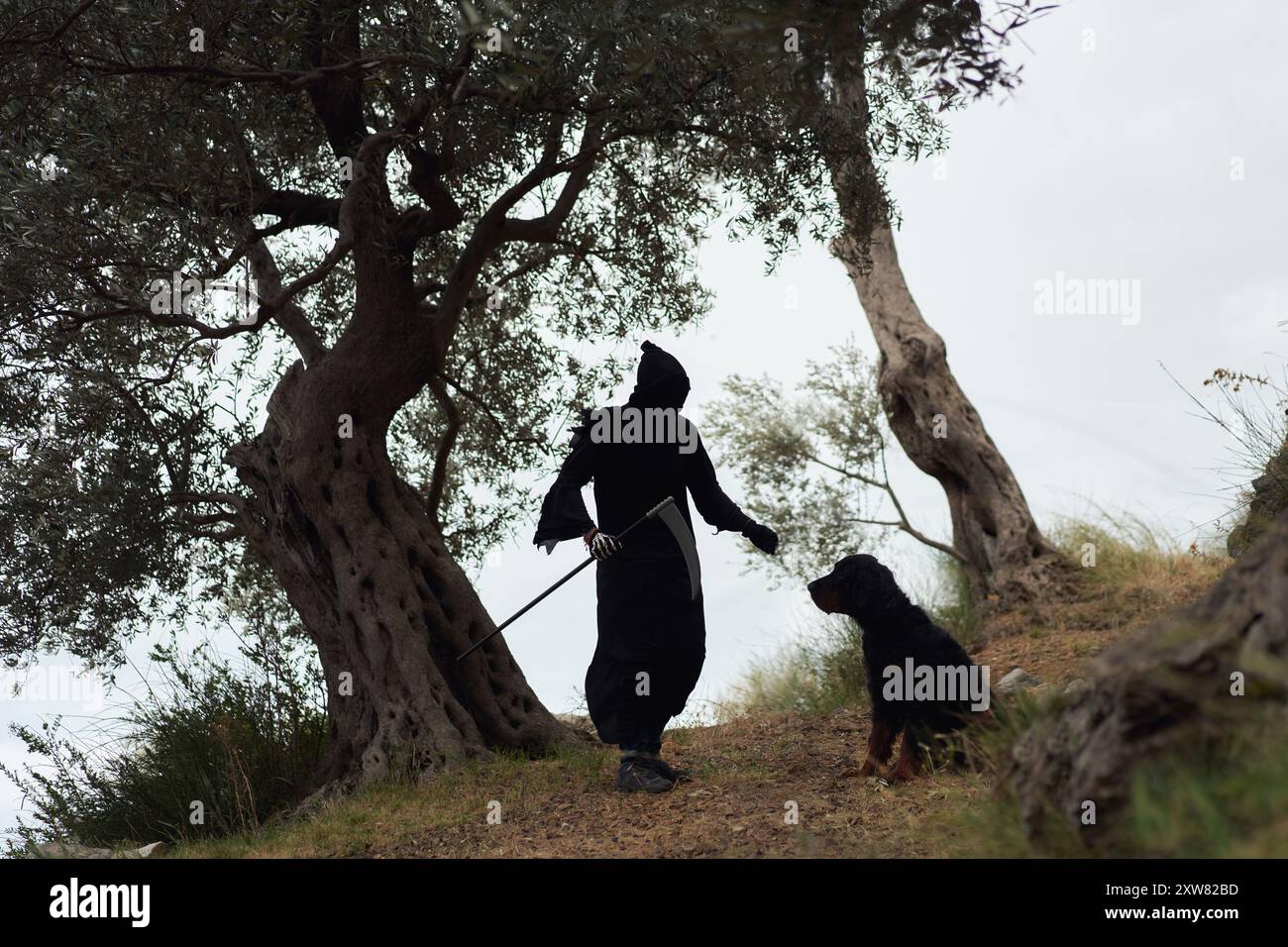 Homme et chien sous les oliviers. Silhouette d'un homme tenant une faucille accompagné d'un animal de compagnie noir assis, tous deux placés sur un fond d'olive Banque D'Images