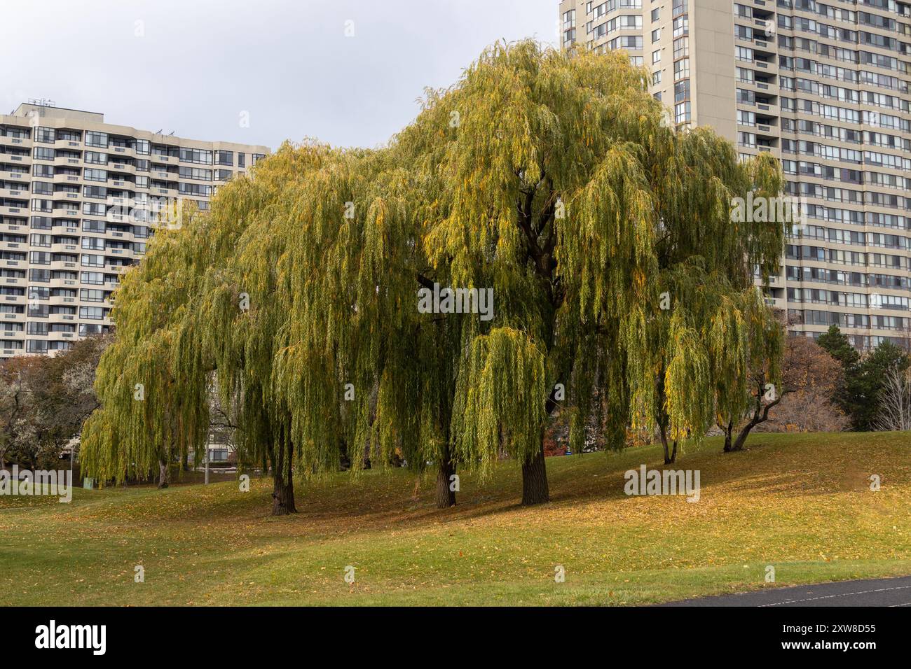 Un saule pleureur automnal se dresse sur une colline luxuriante, flanqué de bâtiments de grande hauteur sous un ciel nuageux. Prise à Toronto, Canada. Banque D'Images