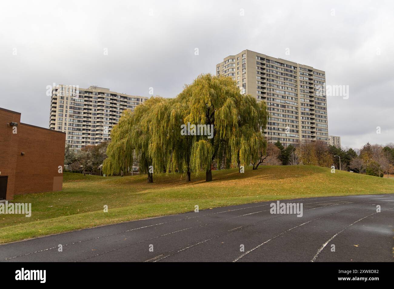Un saule pleureur automnal se dresse sur une colline luxuriante, flanqué de bâtiments de grande hauteur sous un ciel nuageux. Prise à Toronto, Canada. Banque D'Images