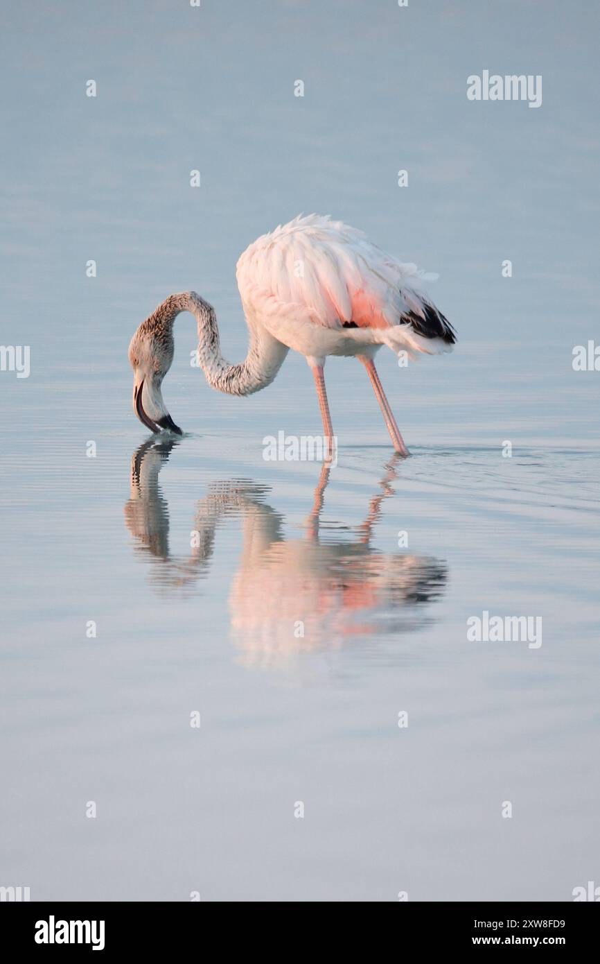 Le grand flamant rose juvénile (Phoenicopterus roseus) se nourrissant dans les eaux calmes des salines de San Pedro del Pinatar, région de Murcie, Espagne Banque D'Images