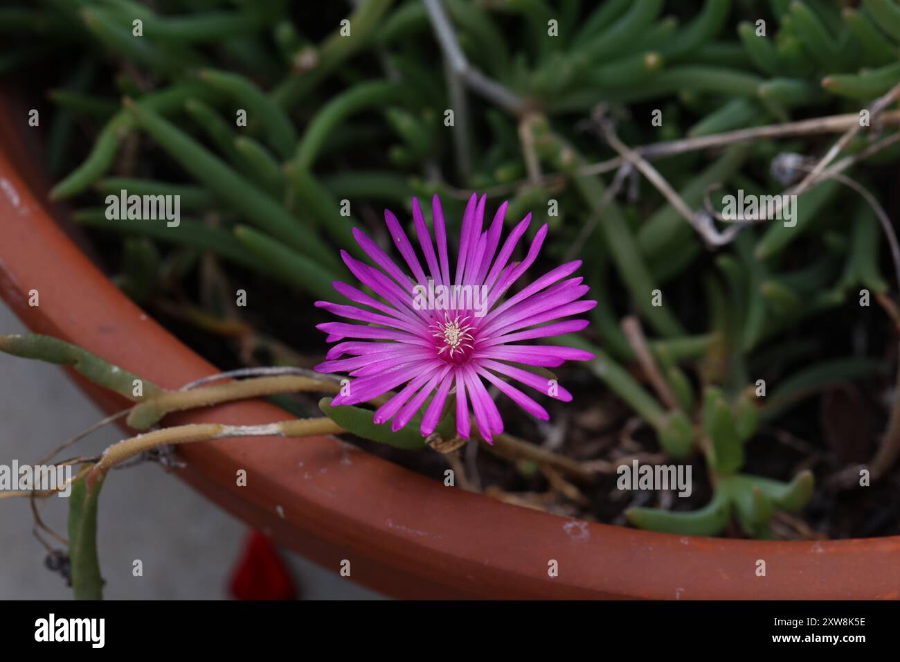 Beau cactus du genre Delosperma fleurissent en défiant le soleil de l'été torride. Banque D'Images