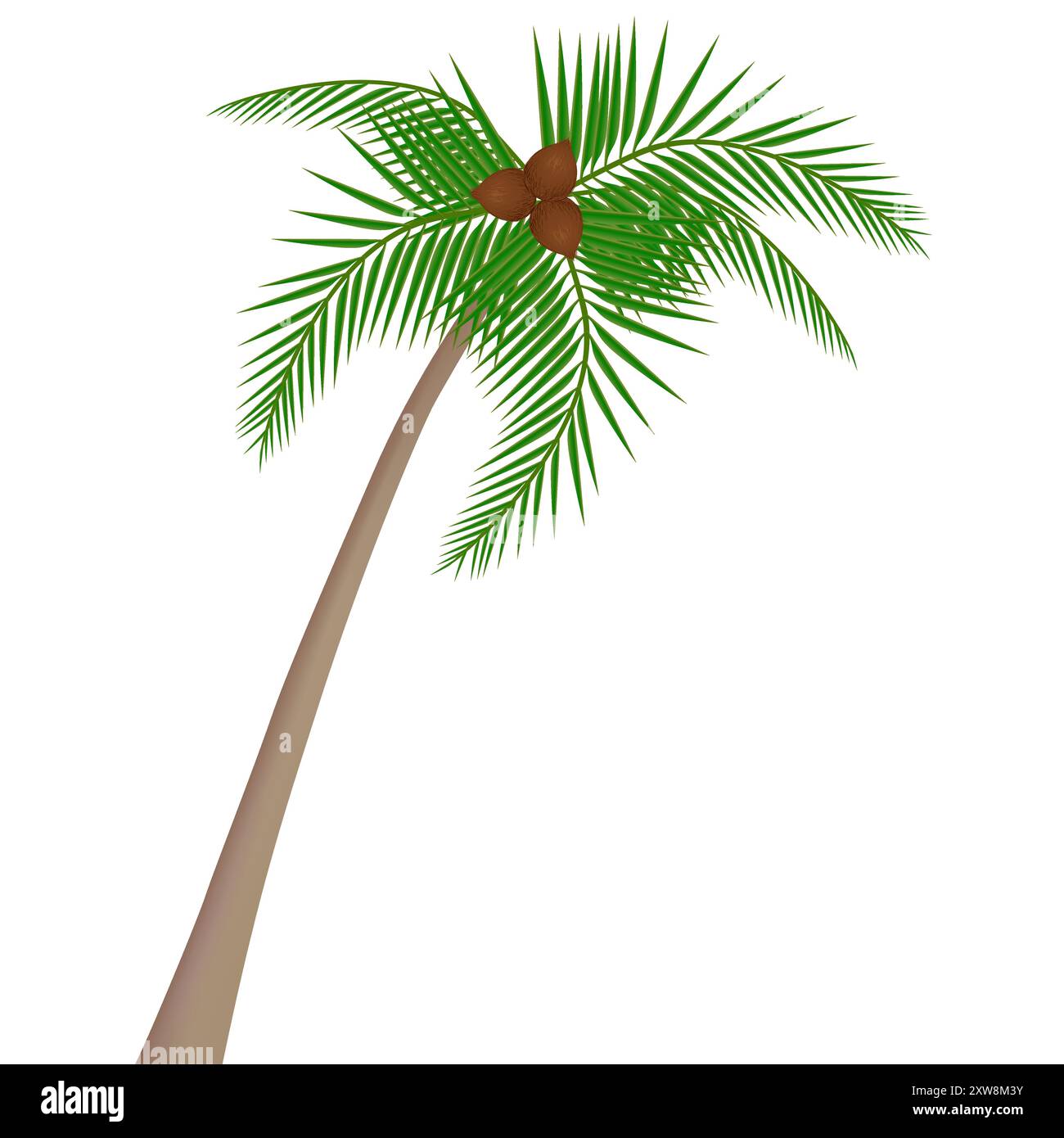 Cocotier avec des noix de coco isolé sur fond blanc. Illustration de Vecteur