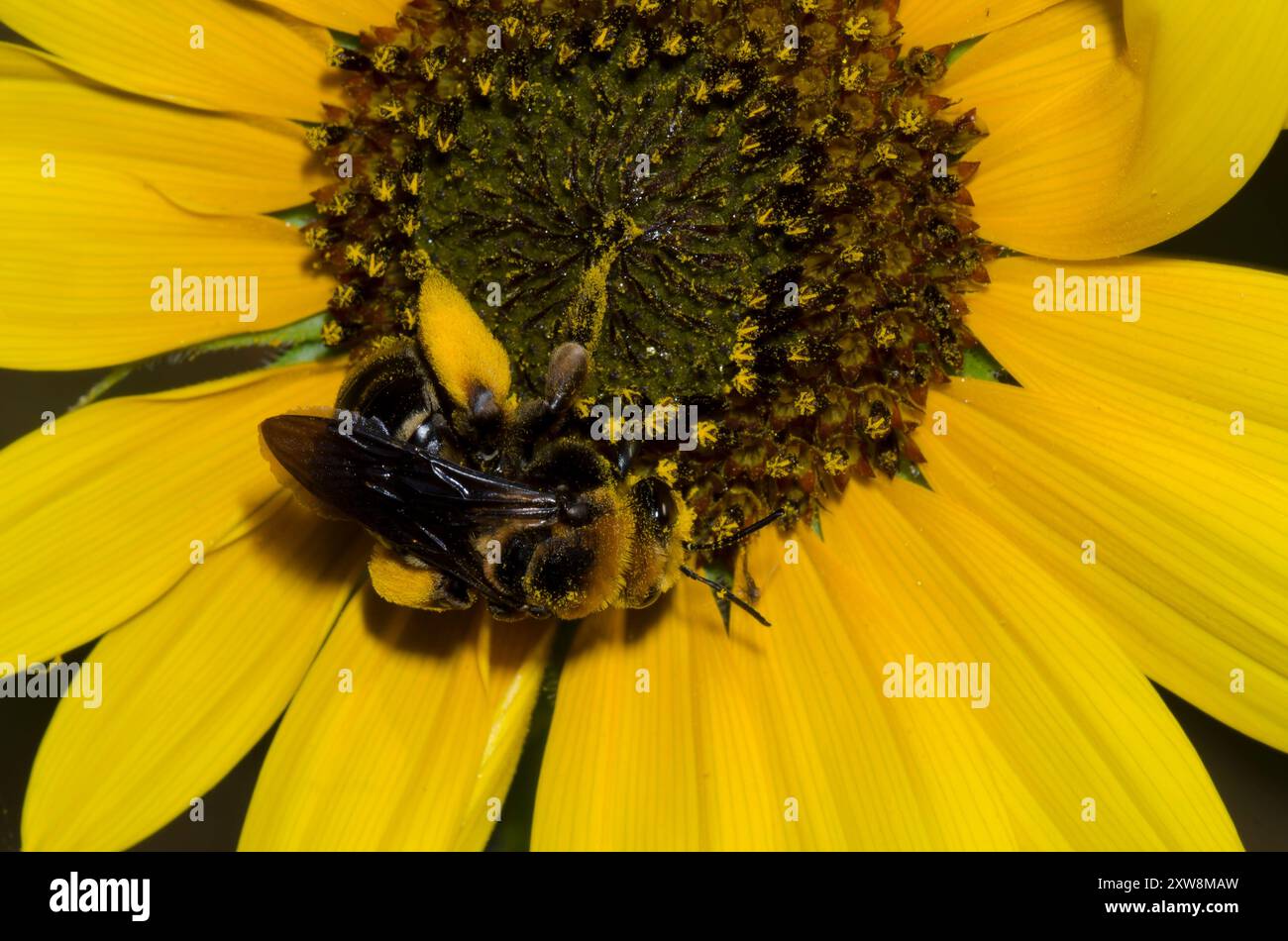 Abeille à cornes longues, Svastra obliqua, sur tournesol commun, Helianthus annuus Banque D'Images