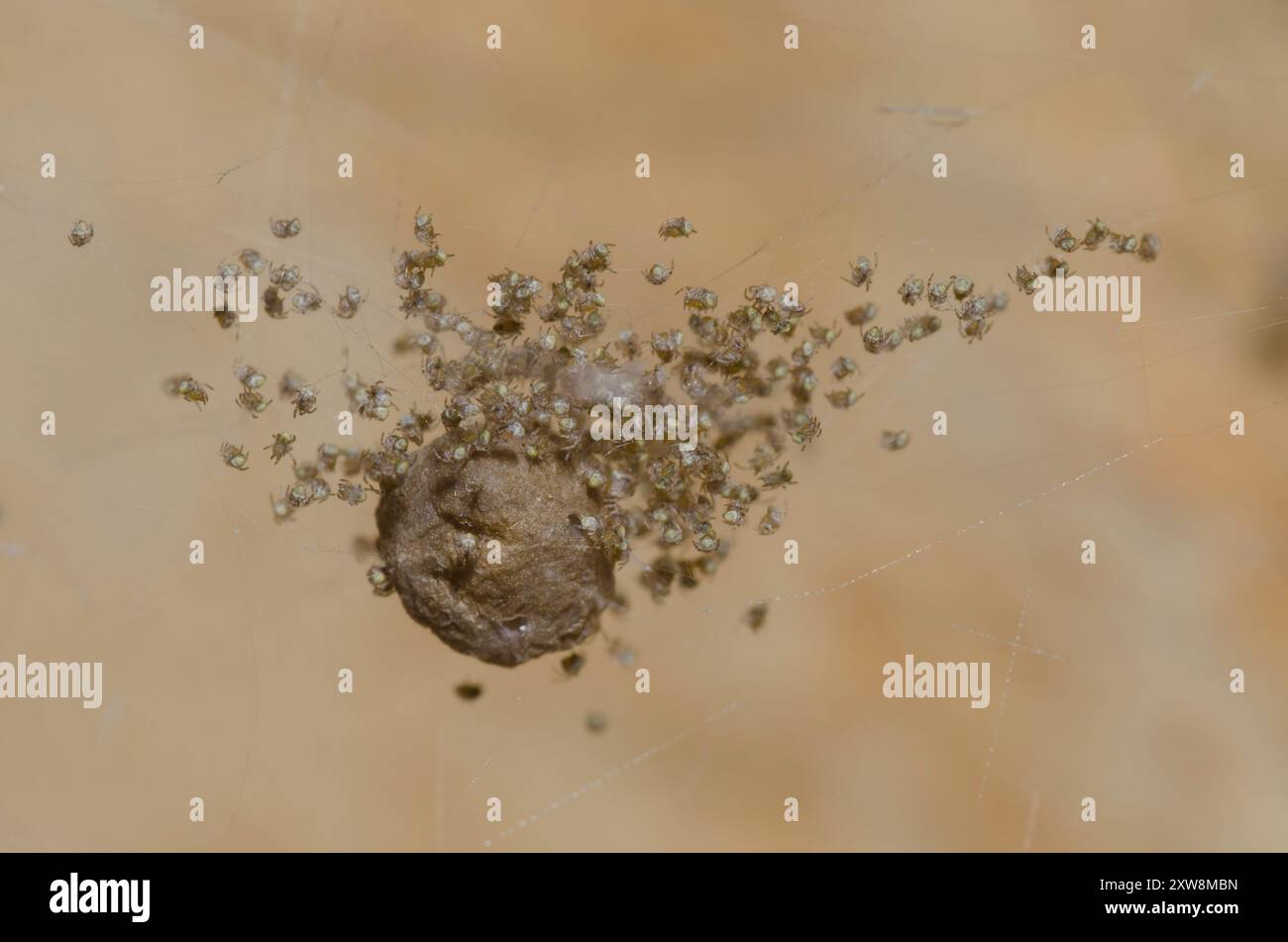 Maison commune Spider, Parasteatoda tepidariorum, les jeunes de l'éclosion de cas d'oeufs Banque D'Images