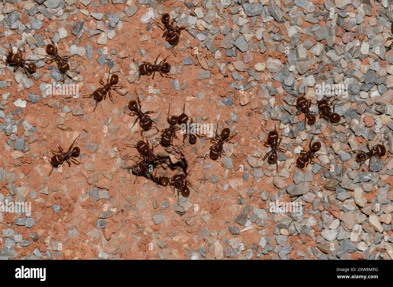 Fourmis récolteuses rouges, Pogonomyrmex barbatus, au nid Banque D'Images