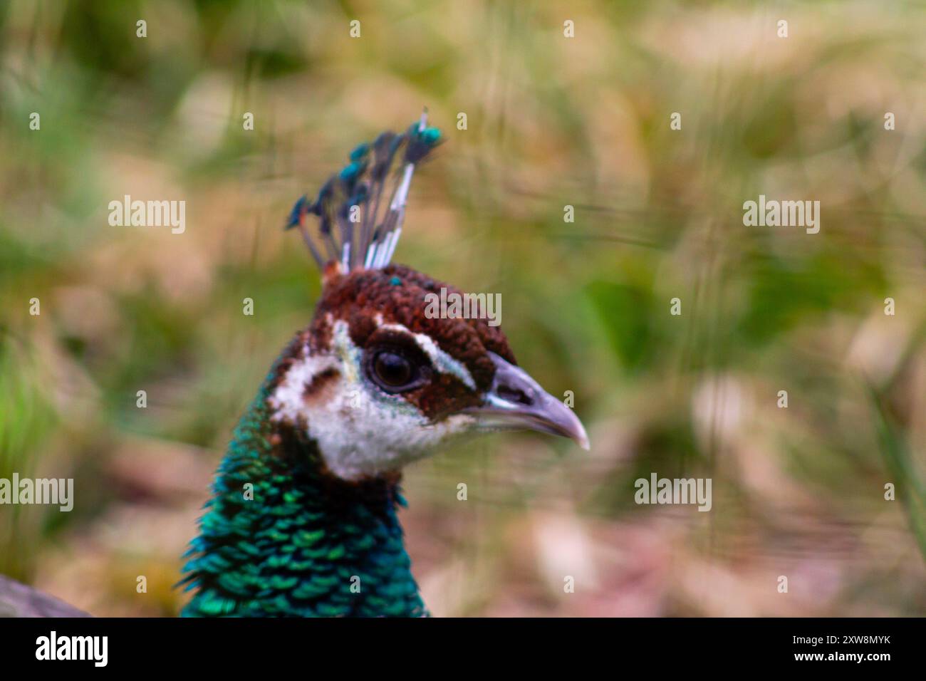 Gros plan de la tête d'un paon présentant ses plumes vertes et bleues éclatantes, avec un arrière-plan naturel flou. Banque D'Images