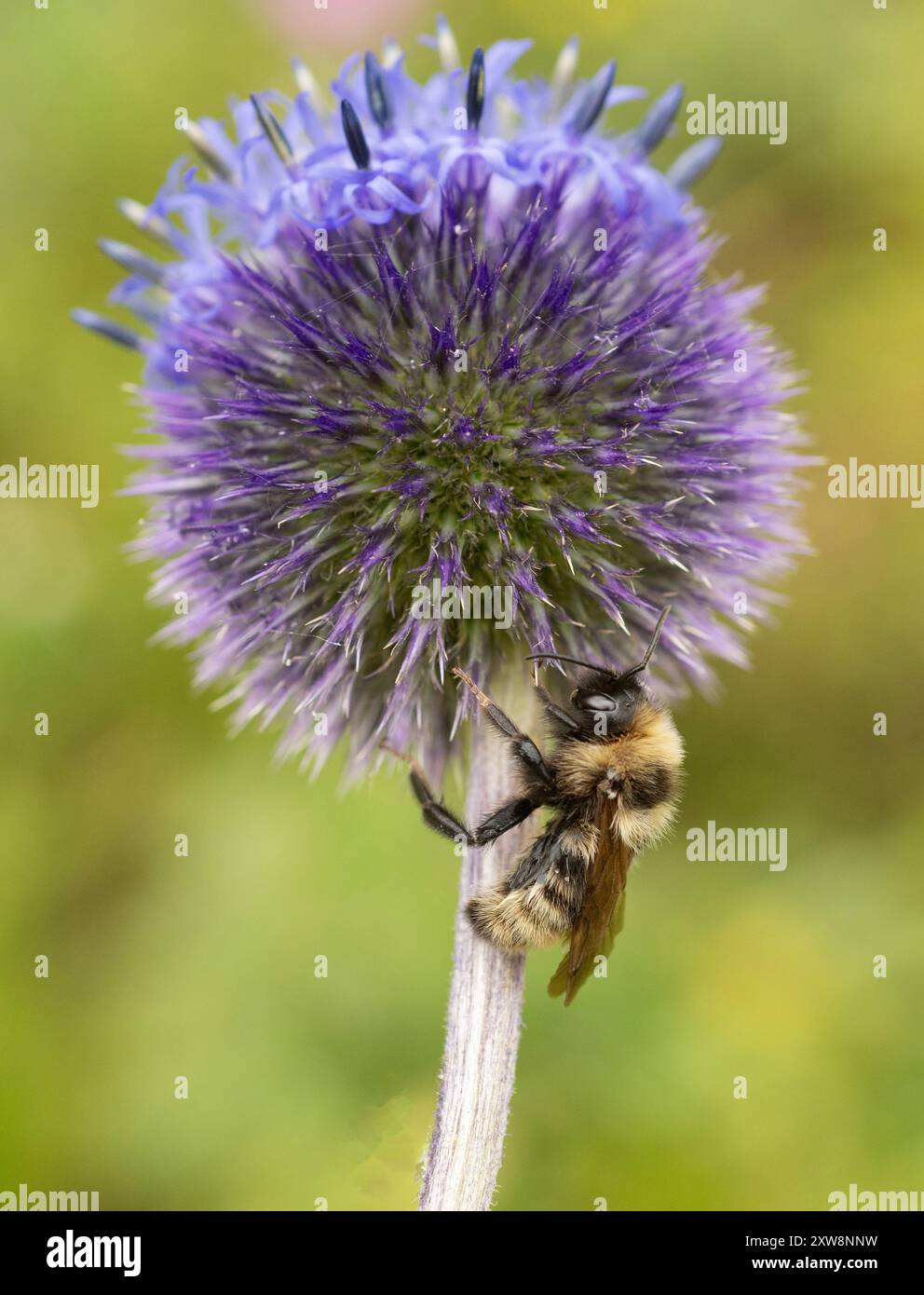 Field Cuckoo Bumble Bee (Bombus campestris) Terelj National Park, Mongolie recherche de nourriture à Globe Thistle (Echinops) Banque D'Images