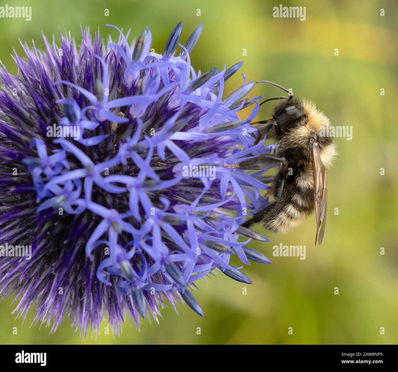 Field Cuckoo Bumble Bee (Bombus campestris) Terelj National Park, Mongolie recherche de nourriture à Globe Thistle (Echinops) Banque D'Images