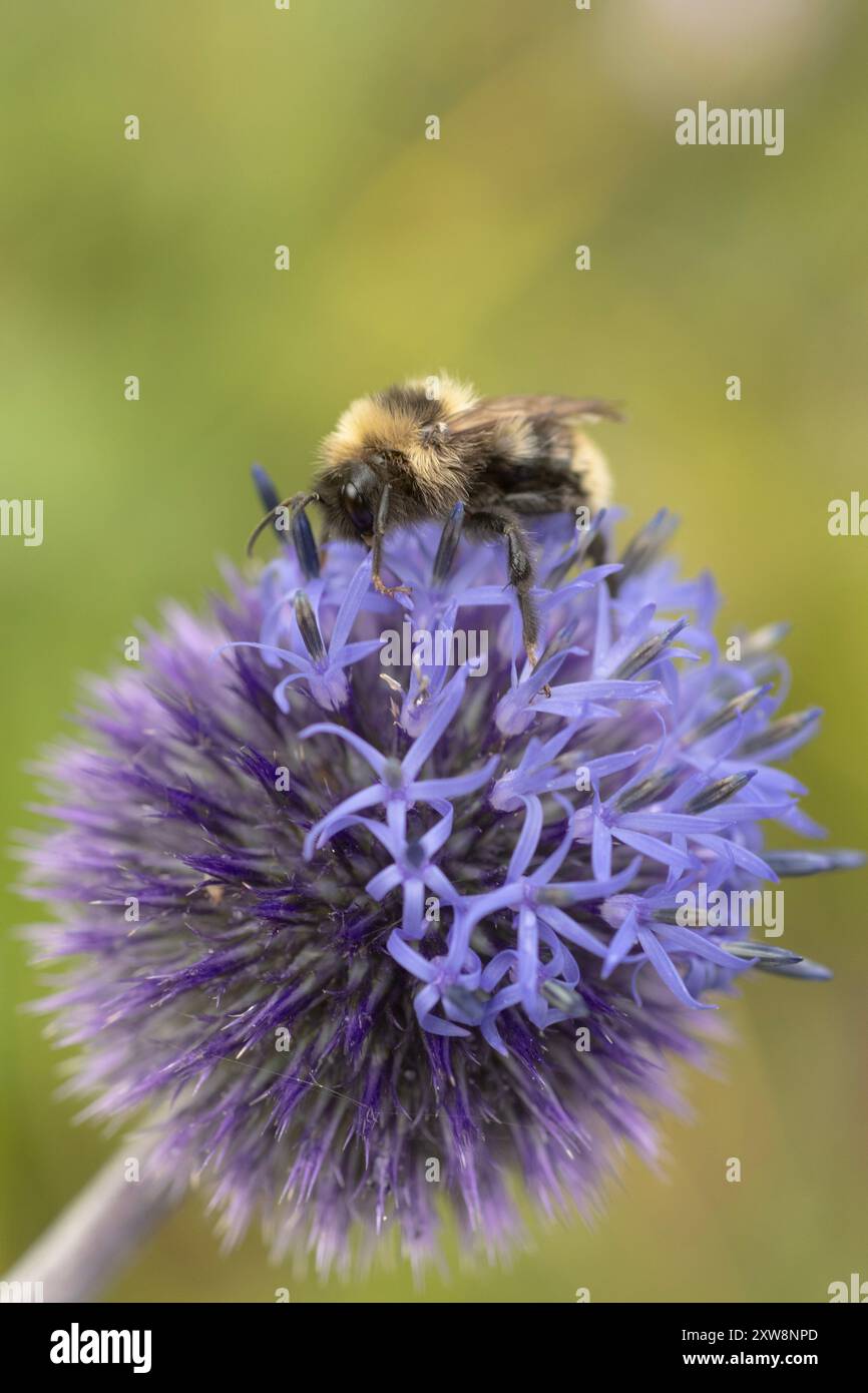 Field Cuckoo Bumble Bee (Bombus campestris) Terelj National Park, Mongolie recherche de nourriture à Globe Thistle (Echinops) Banque D'Images