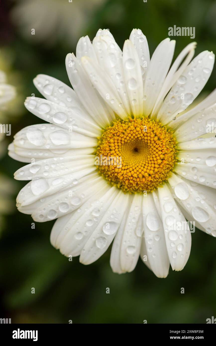 Fleur de Leucanthemum x Superbum avec des gouttes de pluie sur les pétales blancs crémeux. Banque D'Images