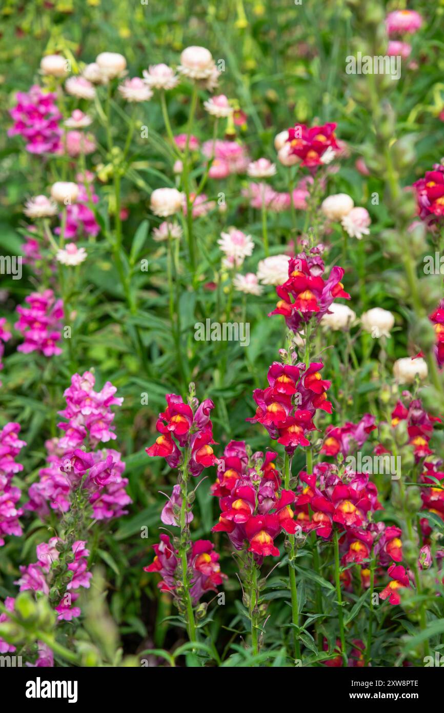 Fleurs annuelles d'Helichrysum et d'Antirrhinum dans un jardin d'été. Banque D'Images