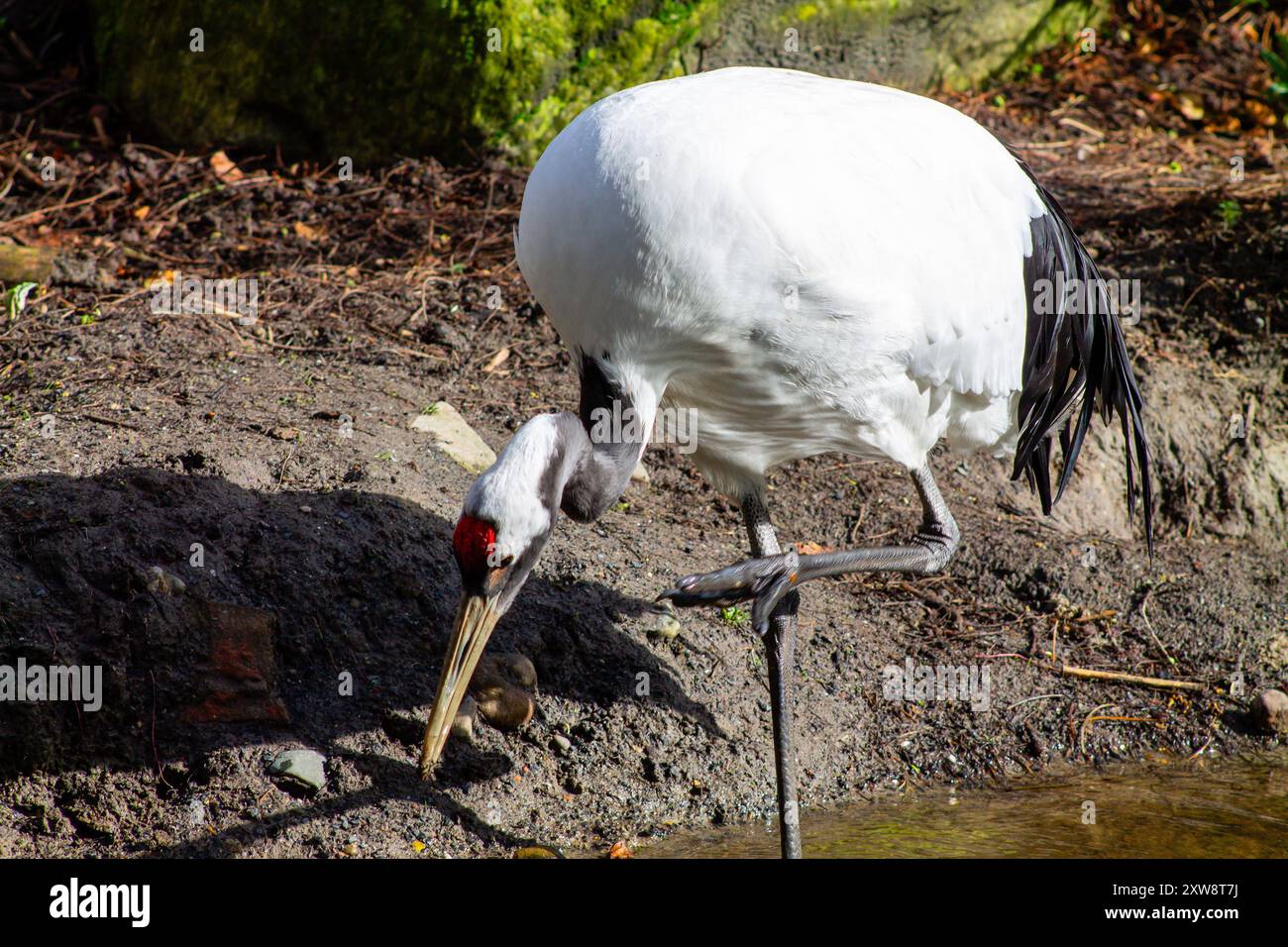 Une grue blanche avec une couronne rouge se tient sur une jambe près de l'eau, picotant au sol. Les plumes de l'oiseau sont immaculées, et les environs le sont Banque D'Images