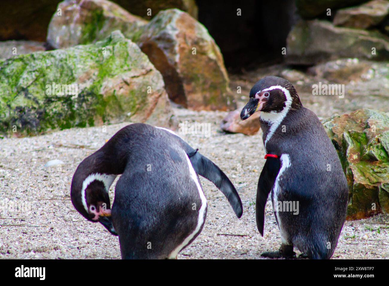 Deux pingouins debout sur une surface sablonneuse avec des rochers en arrière-plan. Un pingouin se penche pendant que l'autre regarde. La scène capture le na Banque D'Images