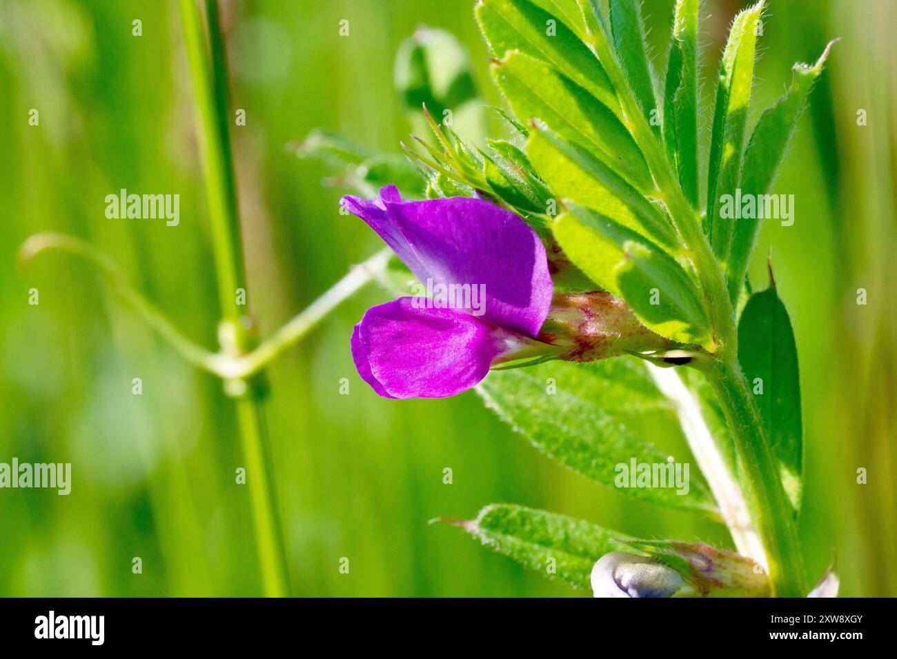 Vestes communes (vicia sativa), gros plan d'une seule fleur violette de la plante de prairie, isolée du fond. Banque D'Images