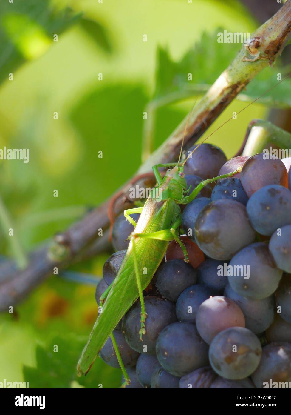 Une grande sauterelle de criquet vert Phaneroptera nana sur des raisins de vin mûrs accrochés à la vigne dans des feuilles de raisin. Gros plan d'un grappe de raisin rouge bleu poussant en vigne Banque D'Images