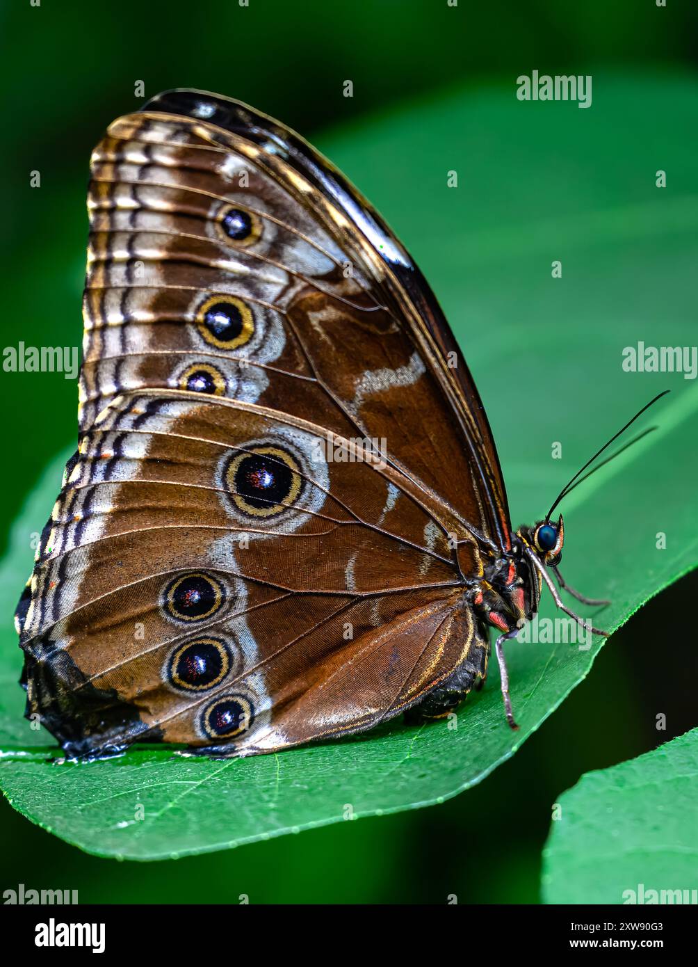 Morpho bleu (Morpho peleides) avec ailes fermées Banque D'Images