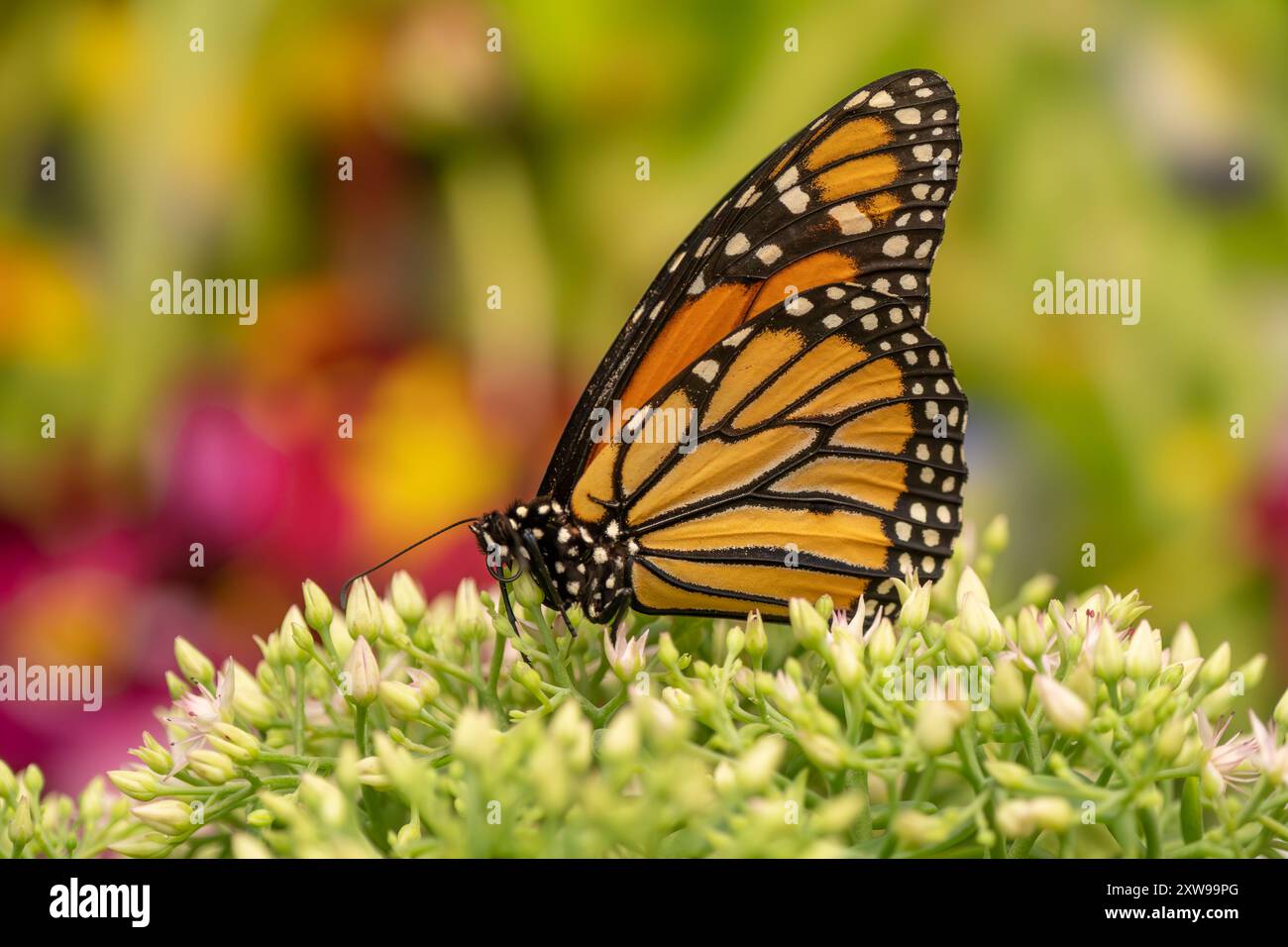 Monarque (Danaus Plexippus) sur fleur dans le jardin d'été Banque D'Images