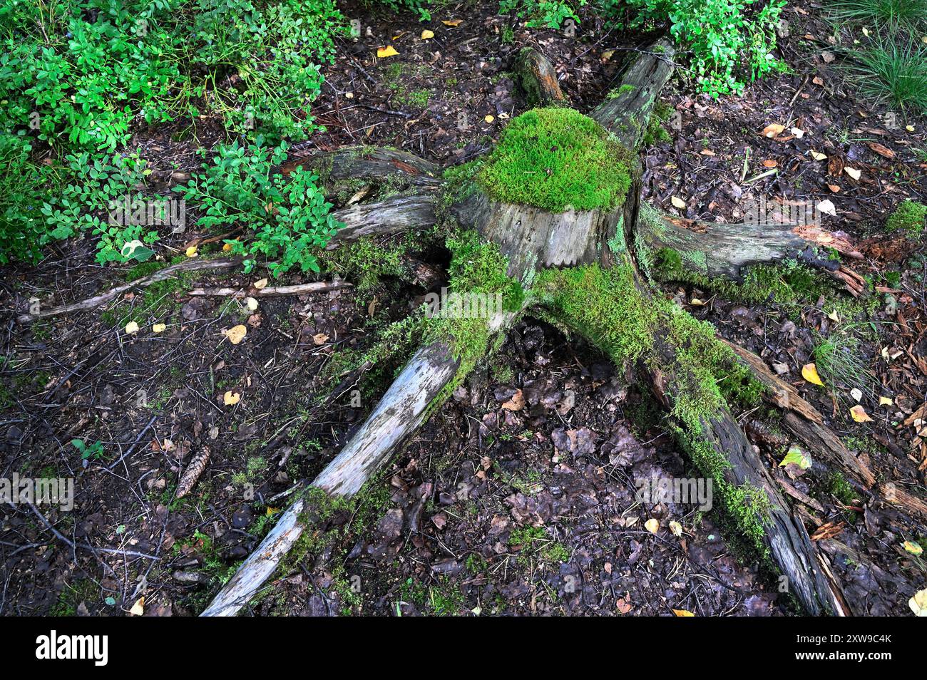 Cette photo montre une vieille souche d'arbre couverte de mousse verte luxuriante, couchée sur le sol de la forêt. La zone environnante est remplie de petites plantes, bushe Banque D'Images